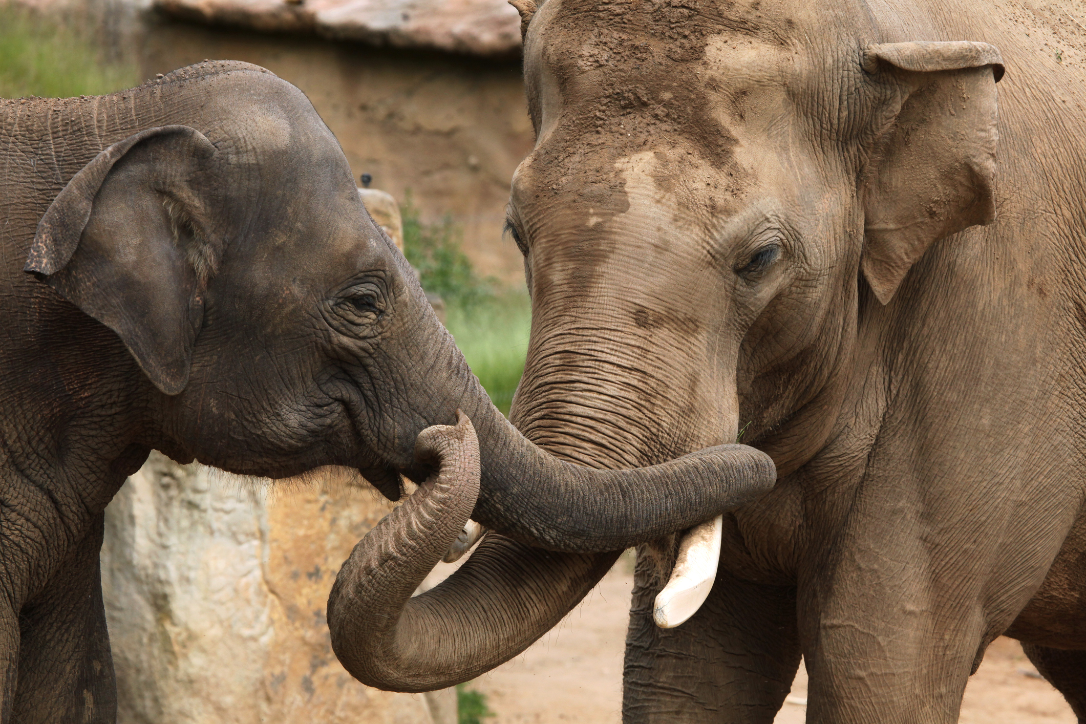 Newsela Surprise Elephants comfort upset friends