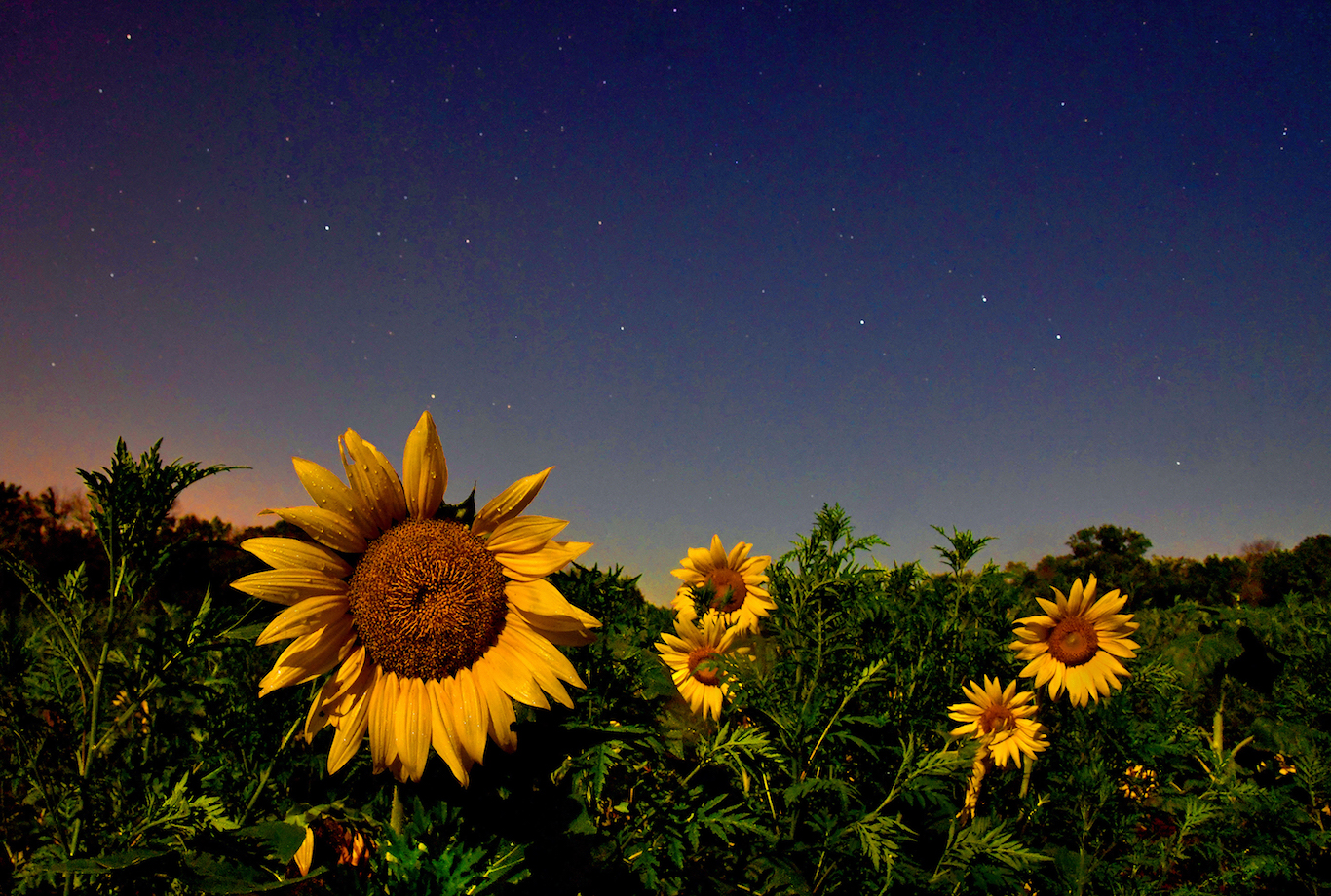 Newsela Why some flowers greet us each spring