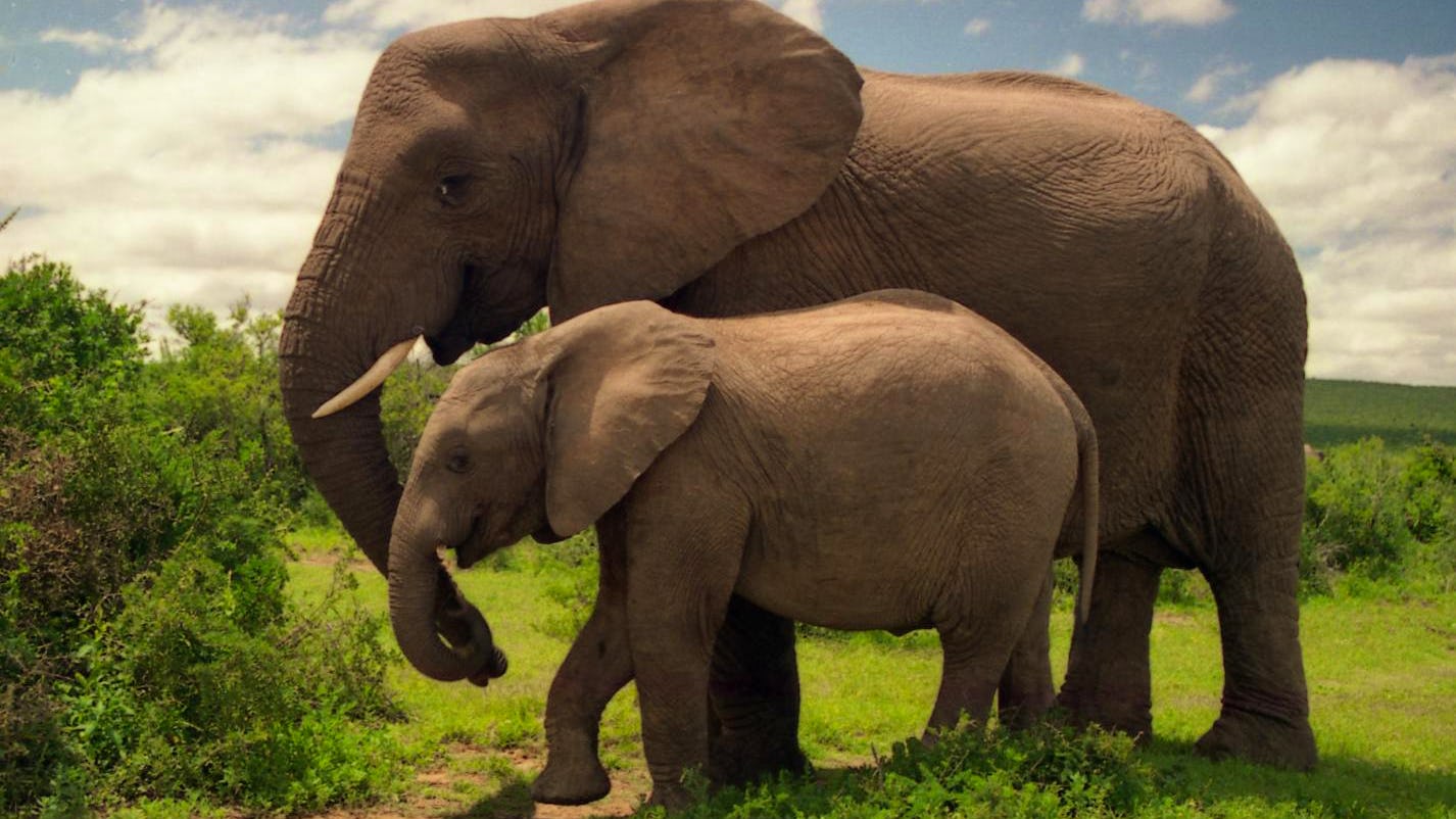 Newsela - Many species take turns communicating with each other Newsela - Many species take turns communicating with each other