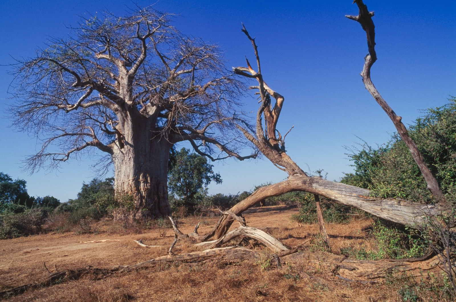Newsela "Heartbreaking" discovery Africa's massive baobab trees are