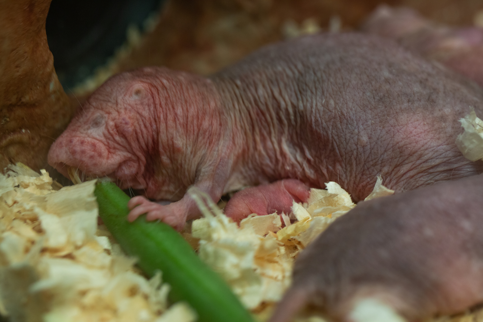 Newsela Naked Mole Rat Becomes Queen After Giving Birth At National Zoo