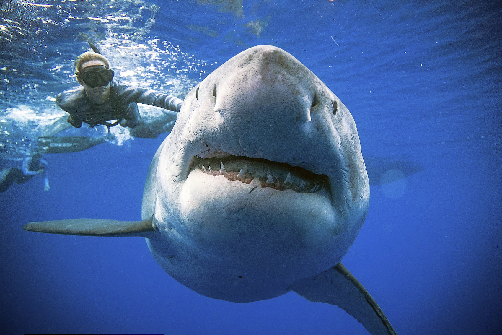 Oregon entrepreneur will swim with the sharks with his Cheese