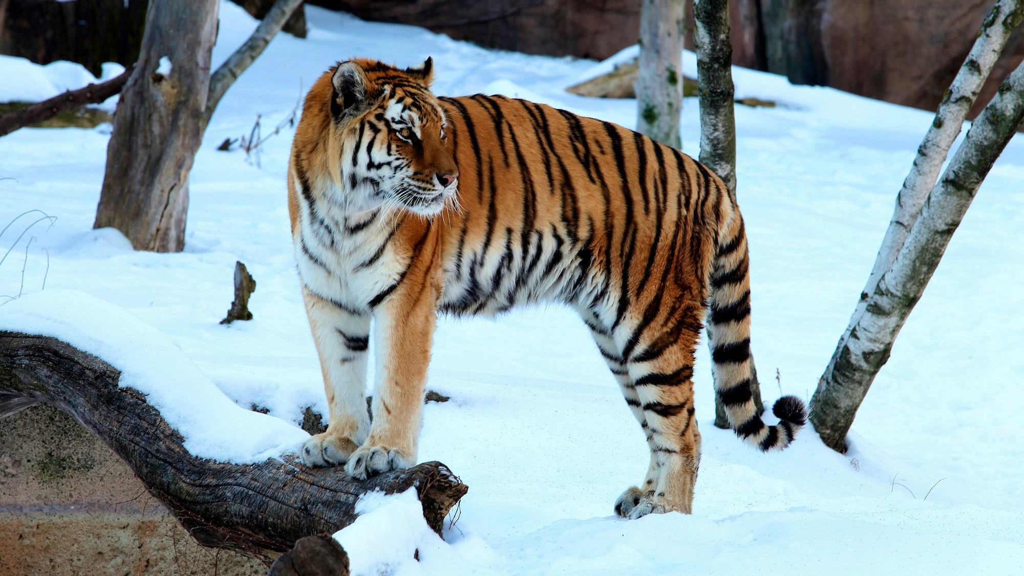 Newsela - Most animals in Chicago can survive the freezing weather there Newsela - Most animals in Chicago can survive the freezing weather there