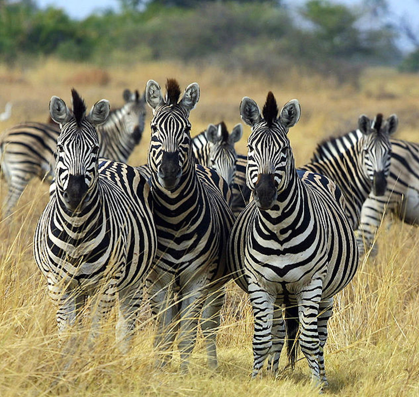 How did the zebra get its stripes? And other zebra facts and folklore -  Bushwise