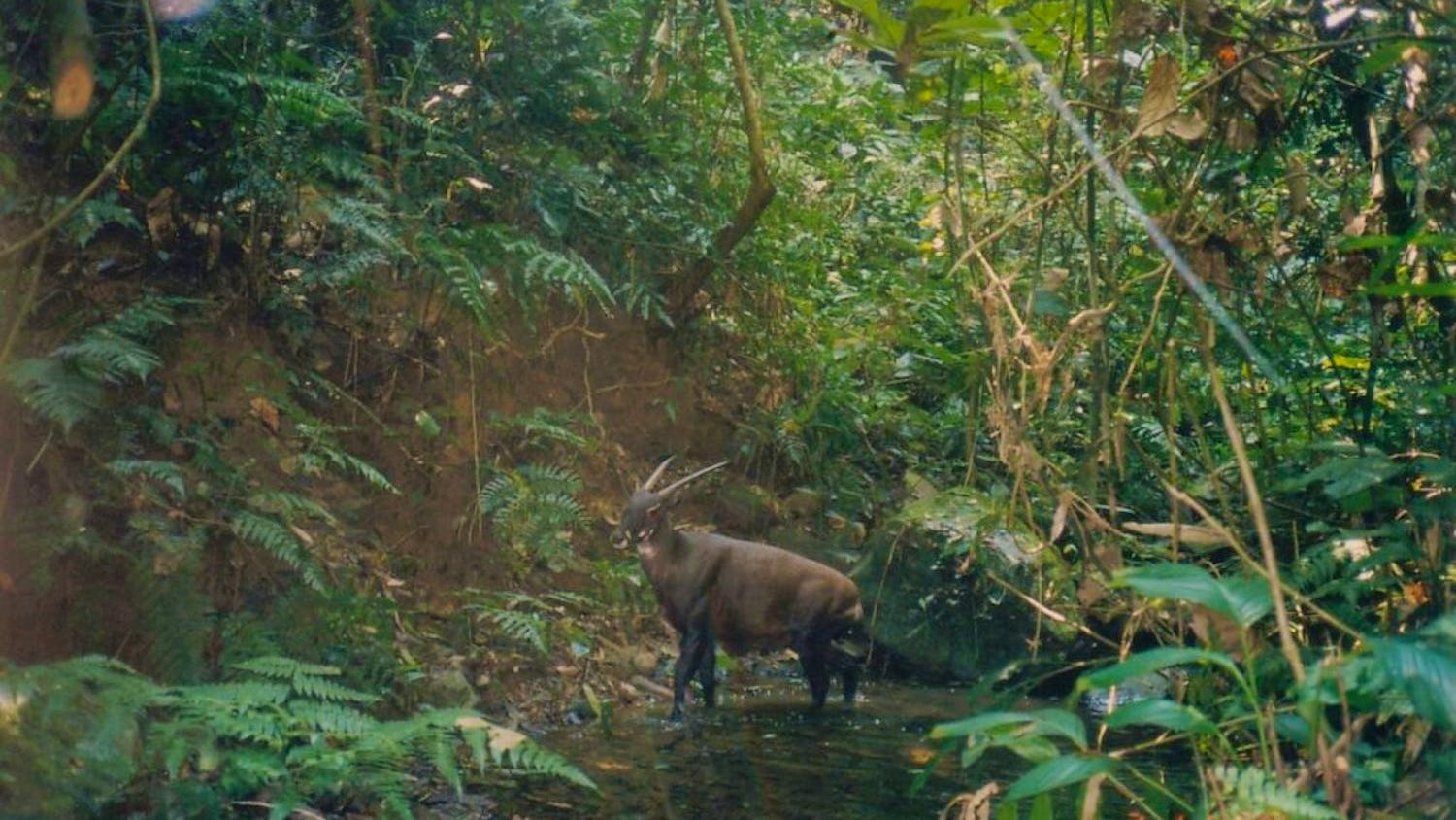 Newsela - Saolas are one of the most endangered large animals on Earth Newsela - Saolas are one of the most endangered large animals on Earth