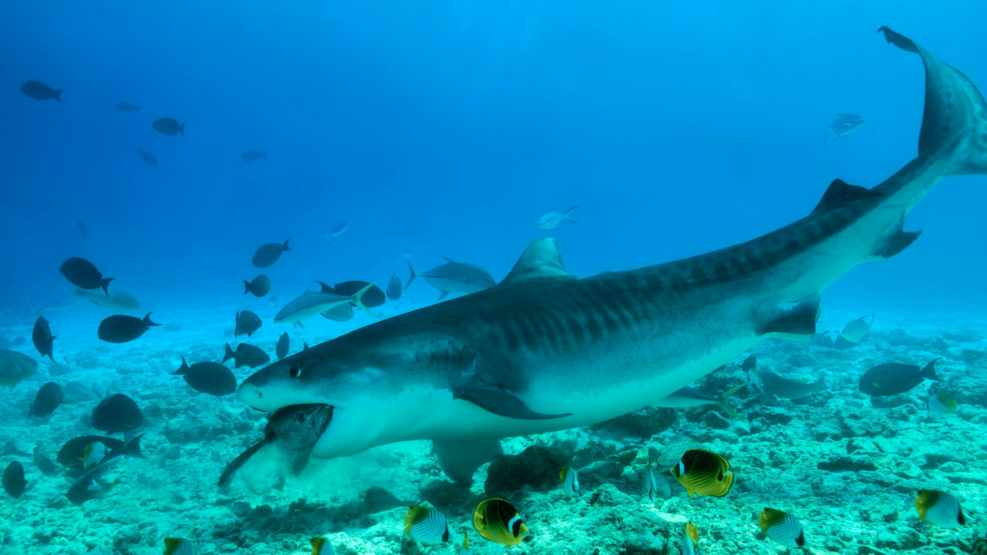 Newsela - Many sea plants and animals depend on each other for food Newsela - Many sea plants and animals depend on each other for food