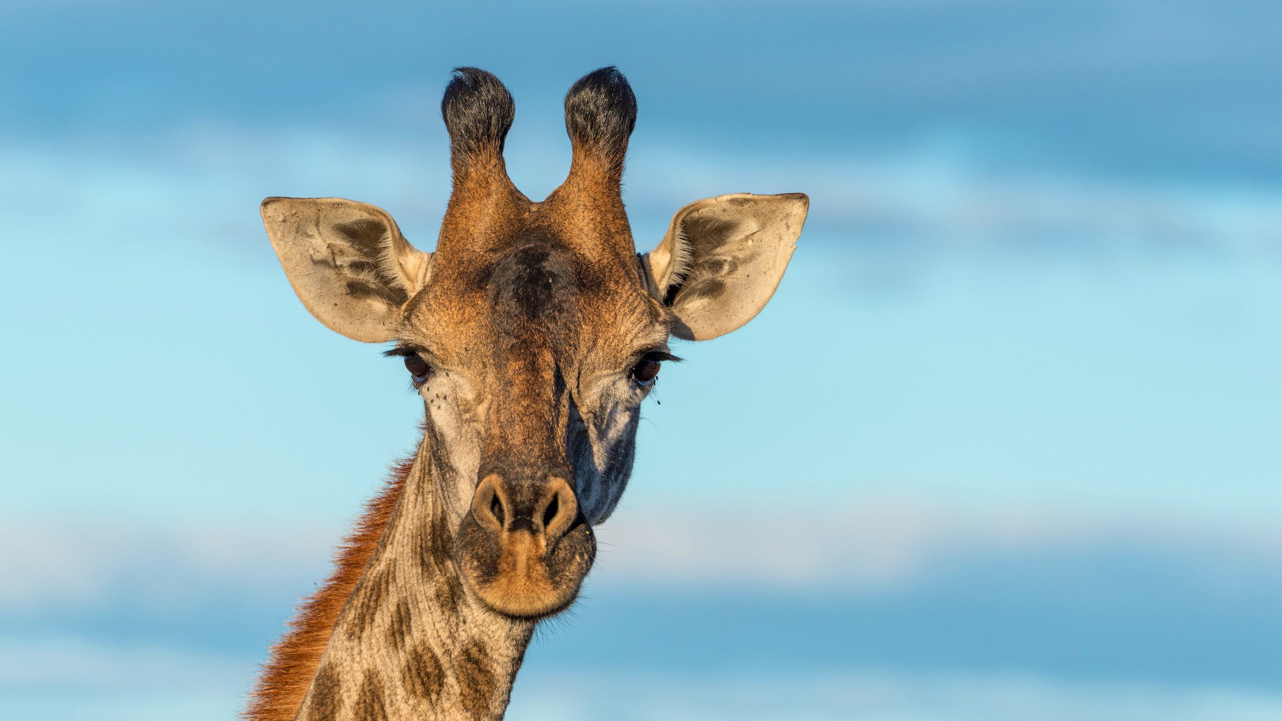 Newsela - Giraffes may be added to the 