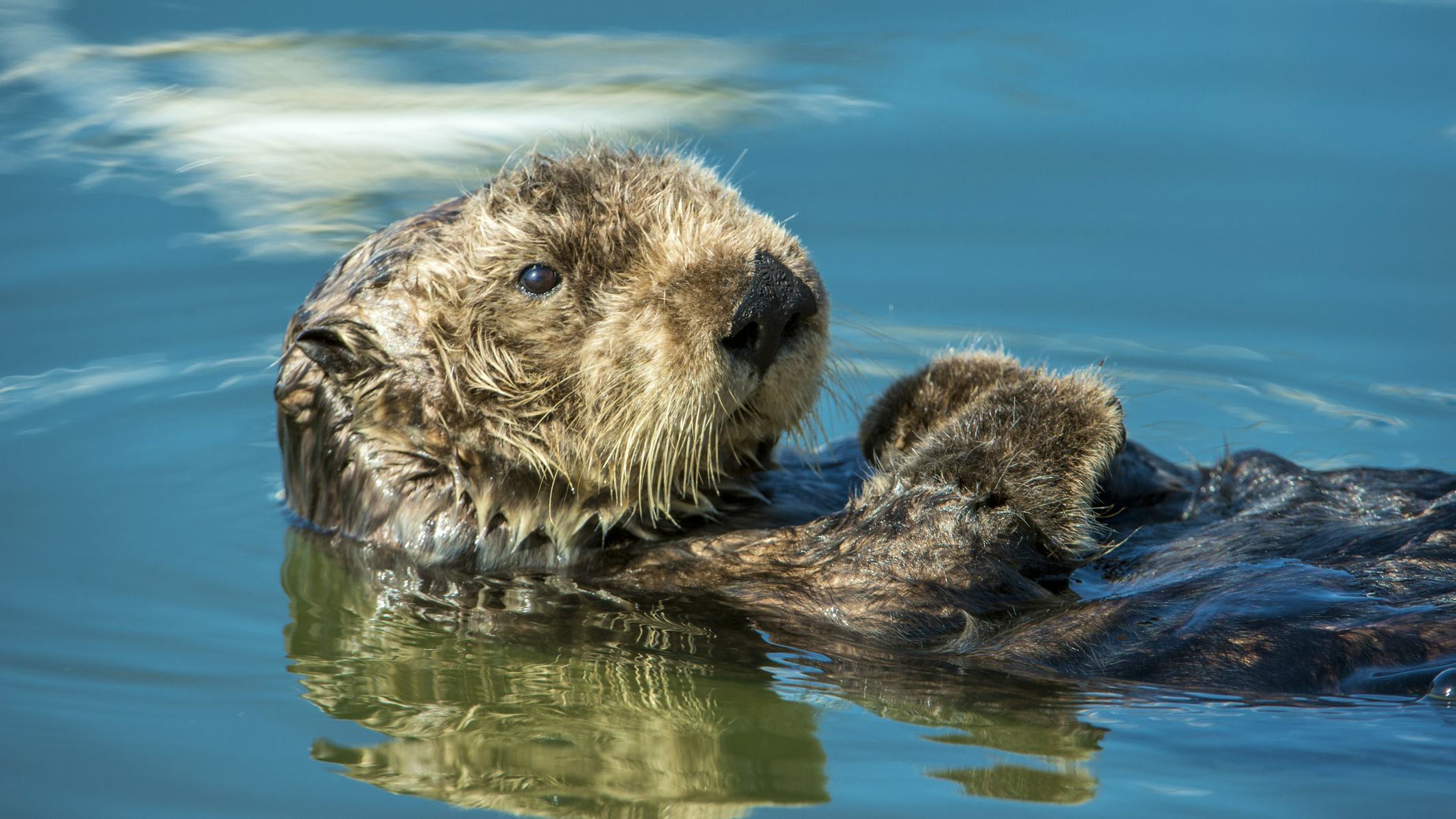 Newsela - Sea otters are one of few animals that use tools like humans do