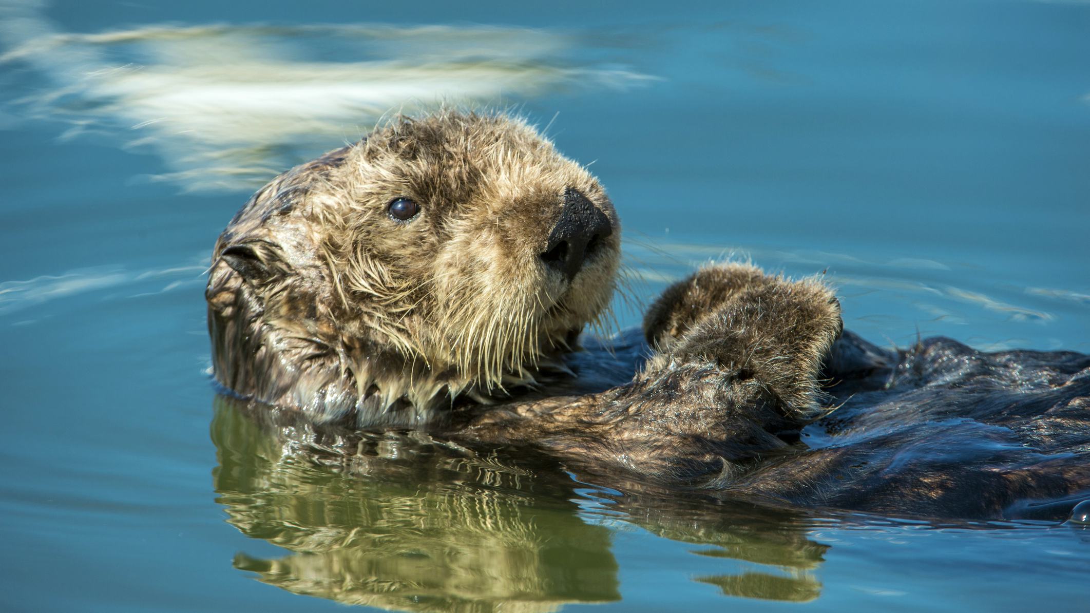 Newsela - Sea otters are one of few animals that use tools like humans do Newsela - Sea otters are one of few animals that use tools like humans do