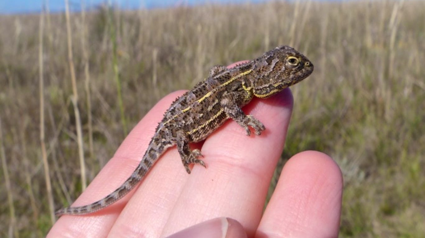 Newsela - Small dragon lizard in Australia may be last of its kind