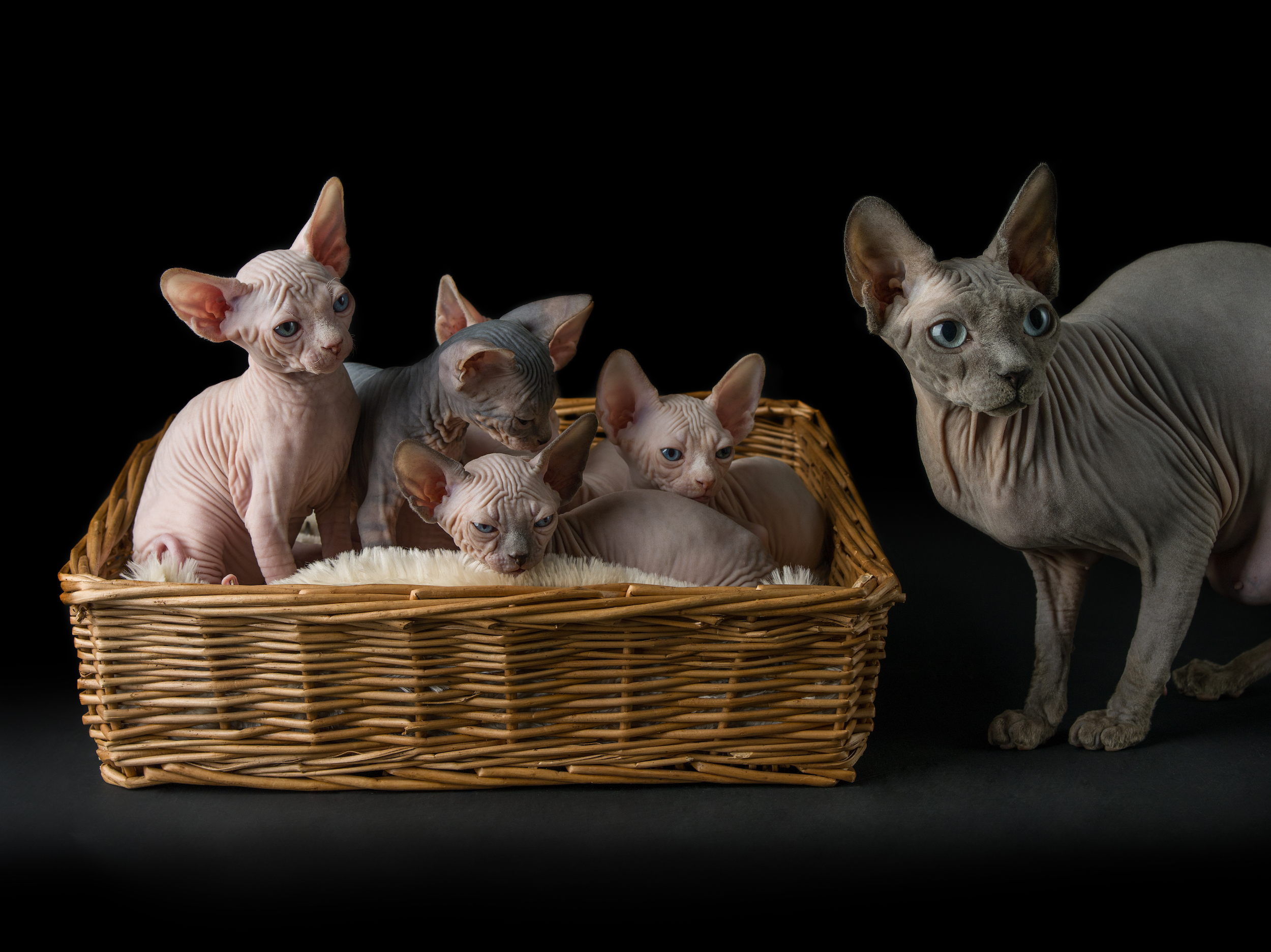 Mi Gato Sphynx Se Ensucia Mucho