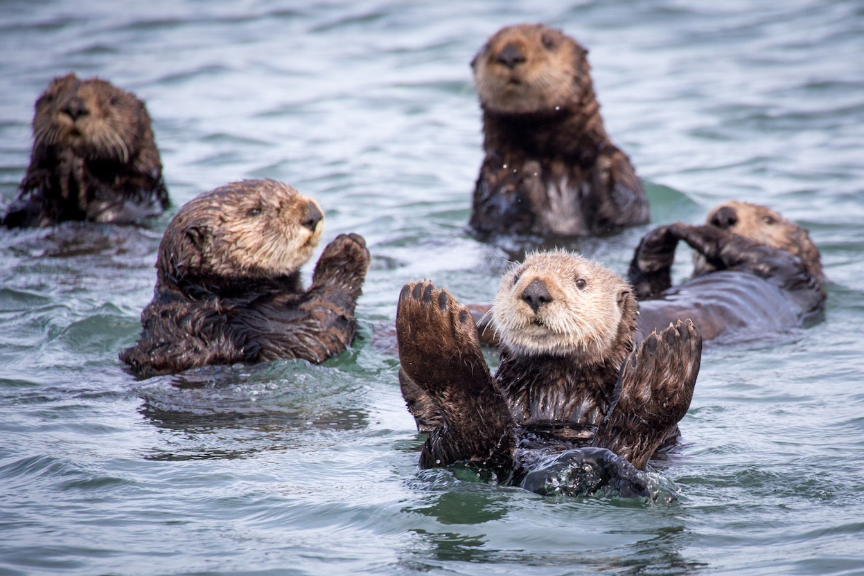 Ecosystem superheroes Sea otters help keep coastal waters in check