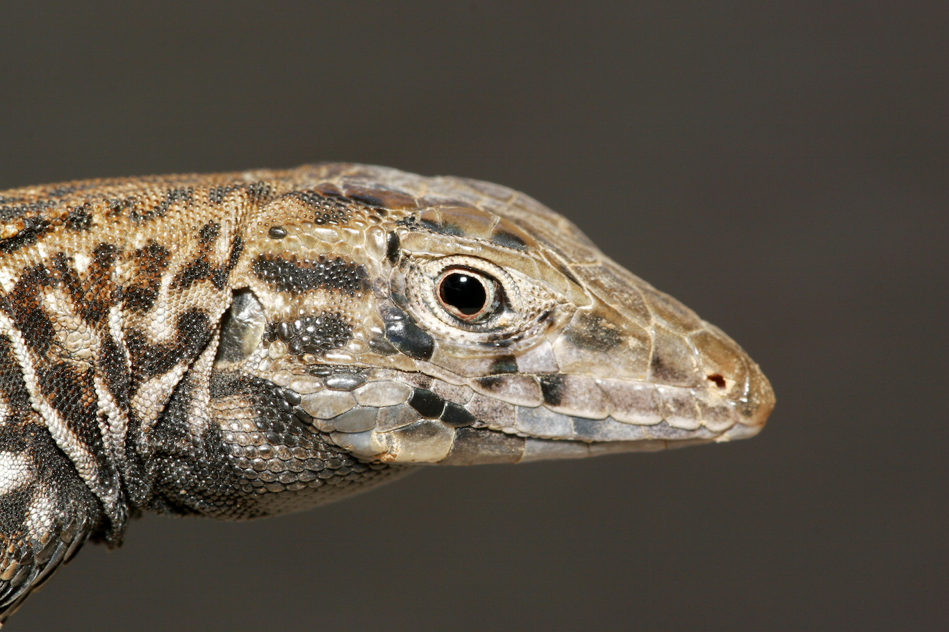 Newsela | Asexual Reproduction With A Twist: Whiptail Lizards' Genetic ...