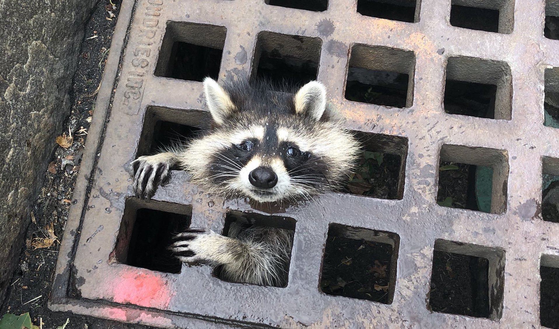 Newsela Freeing a raccoon that got its head stuck in a sewer grate