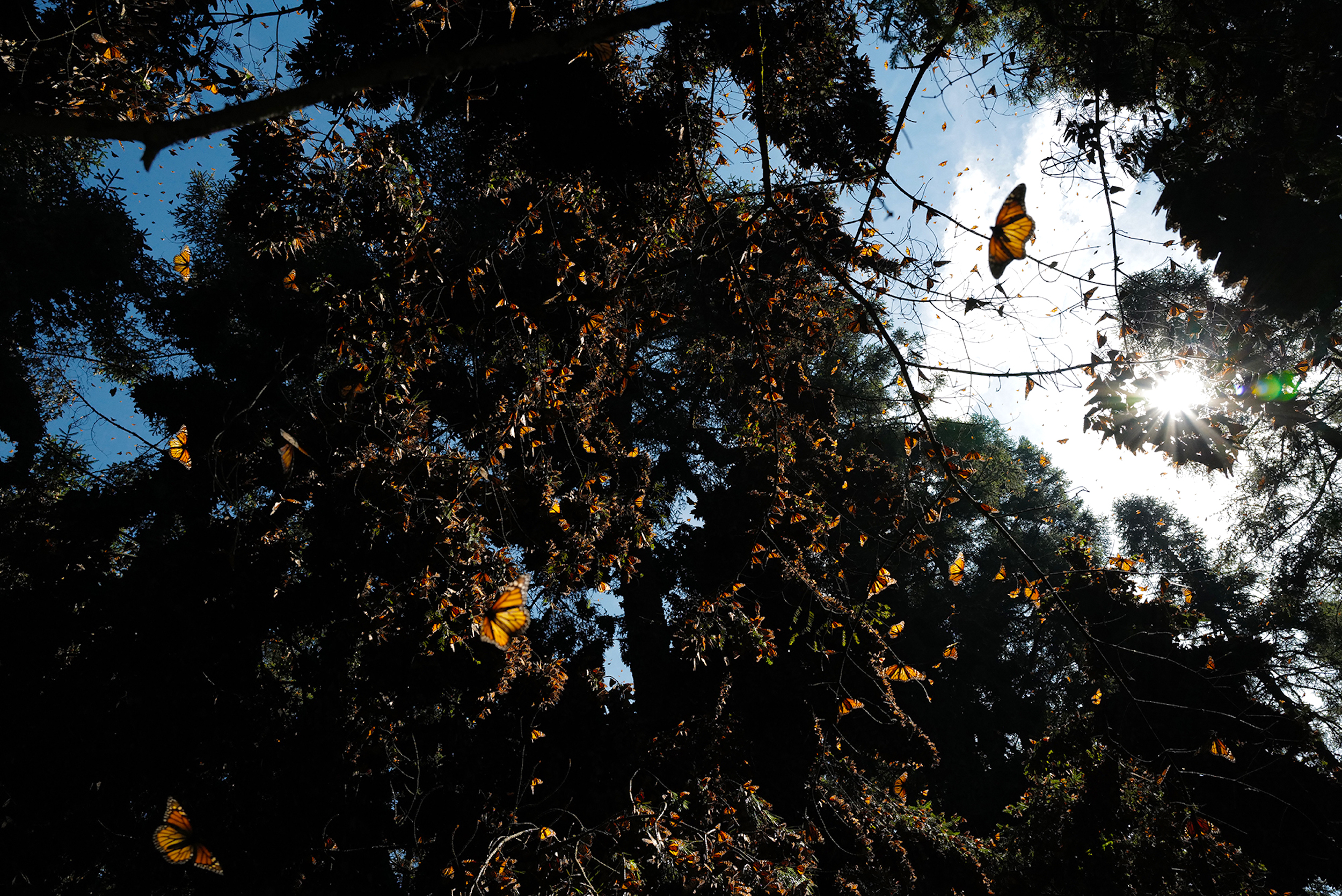 Newsela Climate Change Disrupting Monarch Butterfly Migration