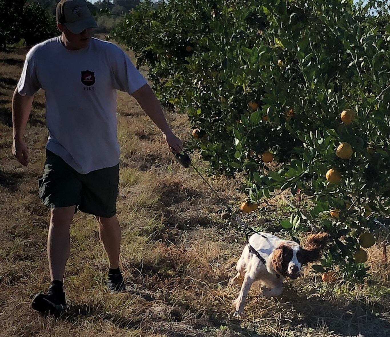 Newsela Dogs are helping to save Florida's citrus groves from a