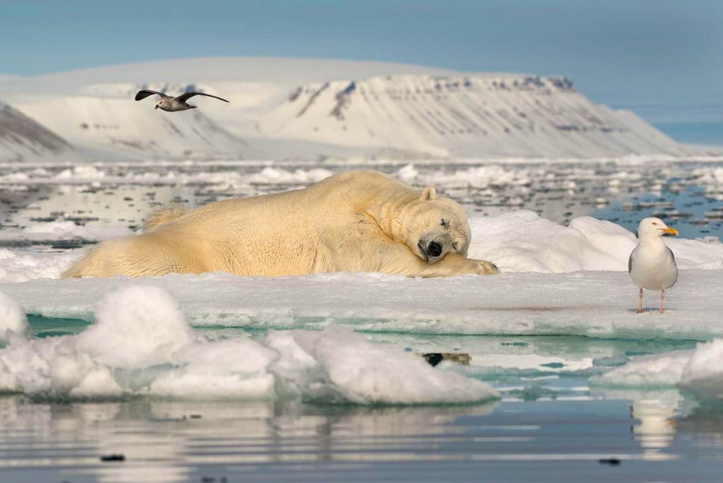 Парк северных животных. Арктика – Антарктика белый медведь. Северный Ледовитый океан белый медведь. Земля Франца Иосифа Нерпа. Морж в Арктике.