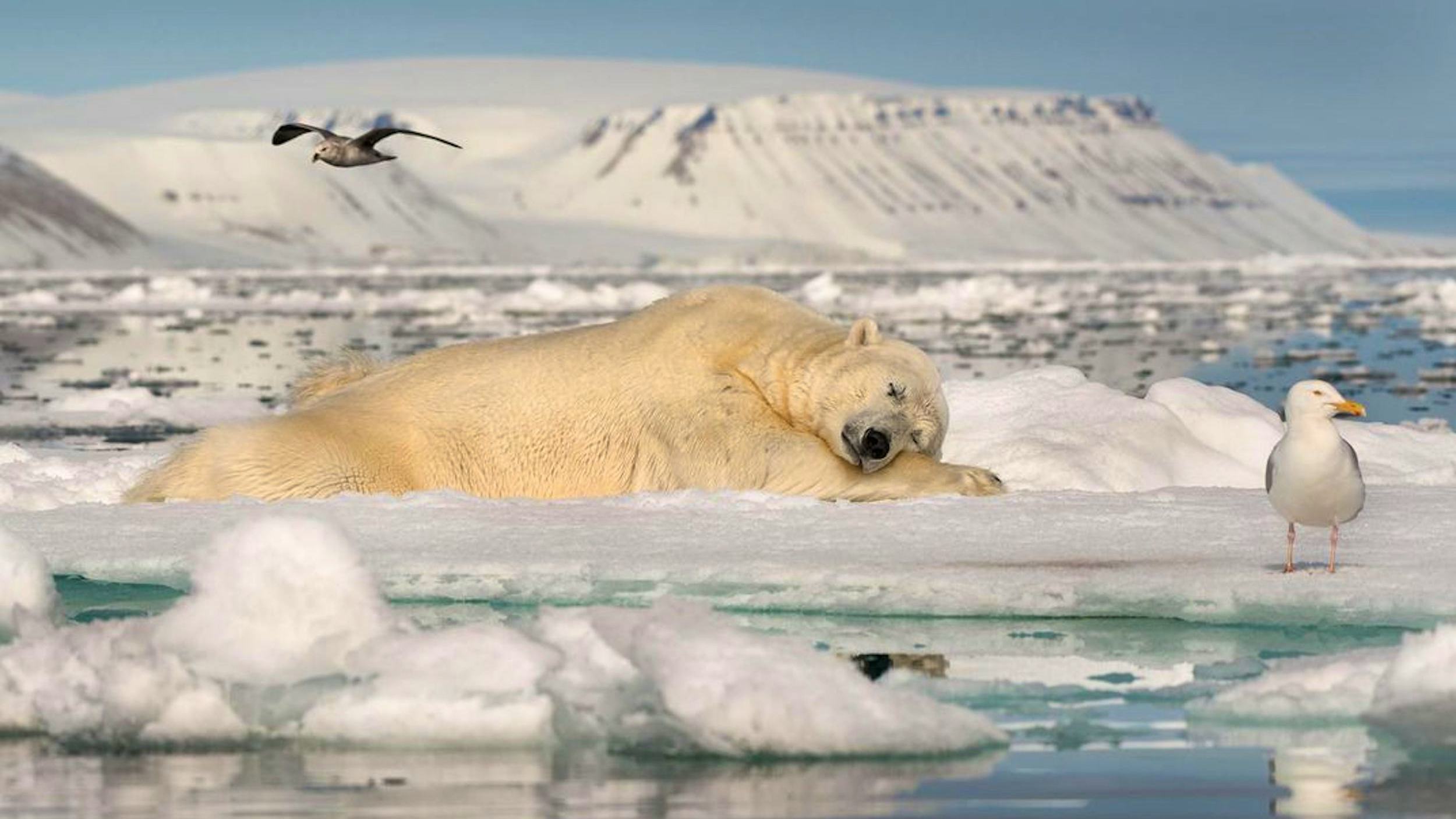 Медведи живут на севере. Арктика – Антарктика белый медведь. Северный Ледовитый океан белый медведь. Земля Франца Иосифа Нерпа. Морж в Арктике.