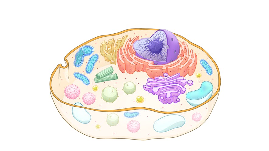 Newsela | Parts of an animal cell Newsela | Parts of an animal cell