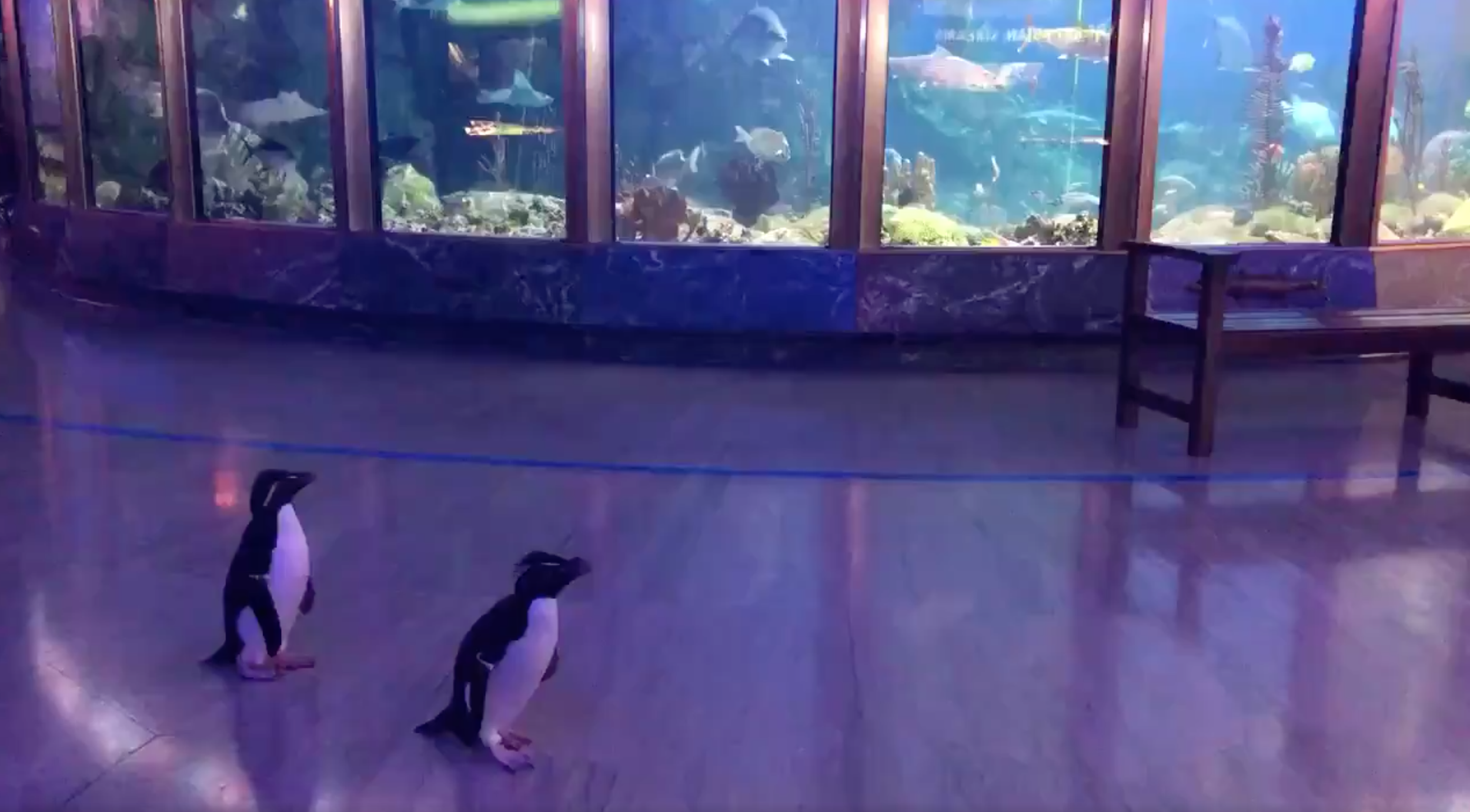 Newsela Chicago aquarium releases penguins after exhibits close due