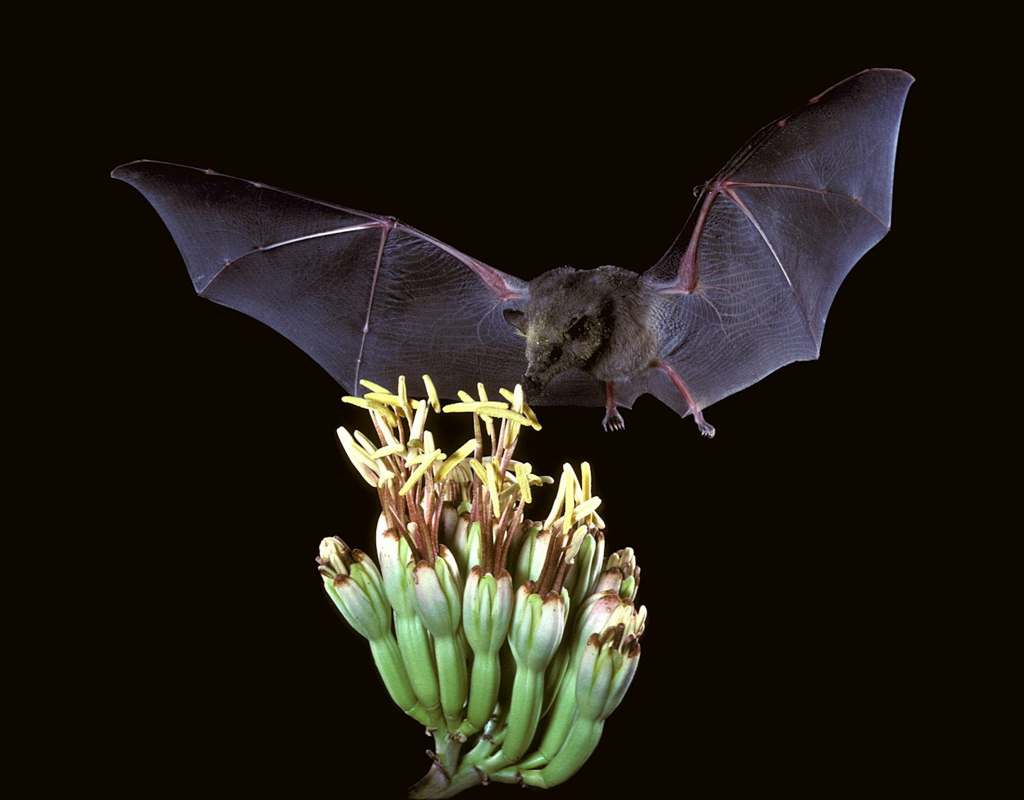 How do bats use echolocation?