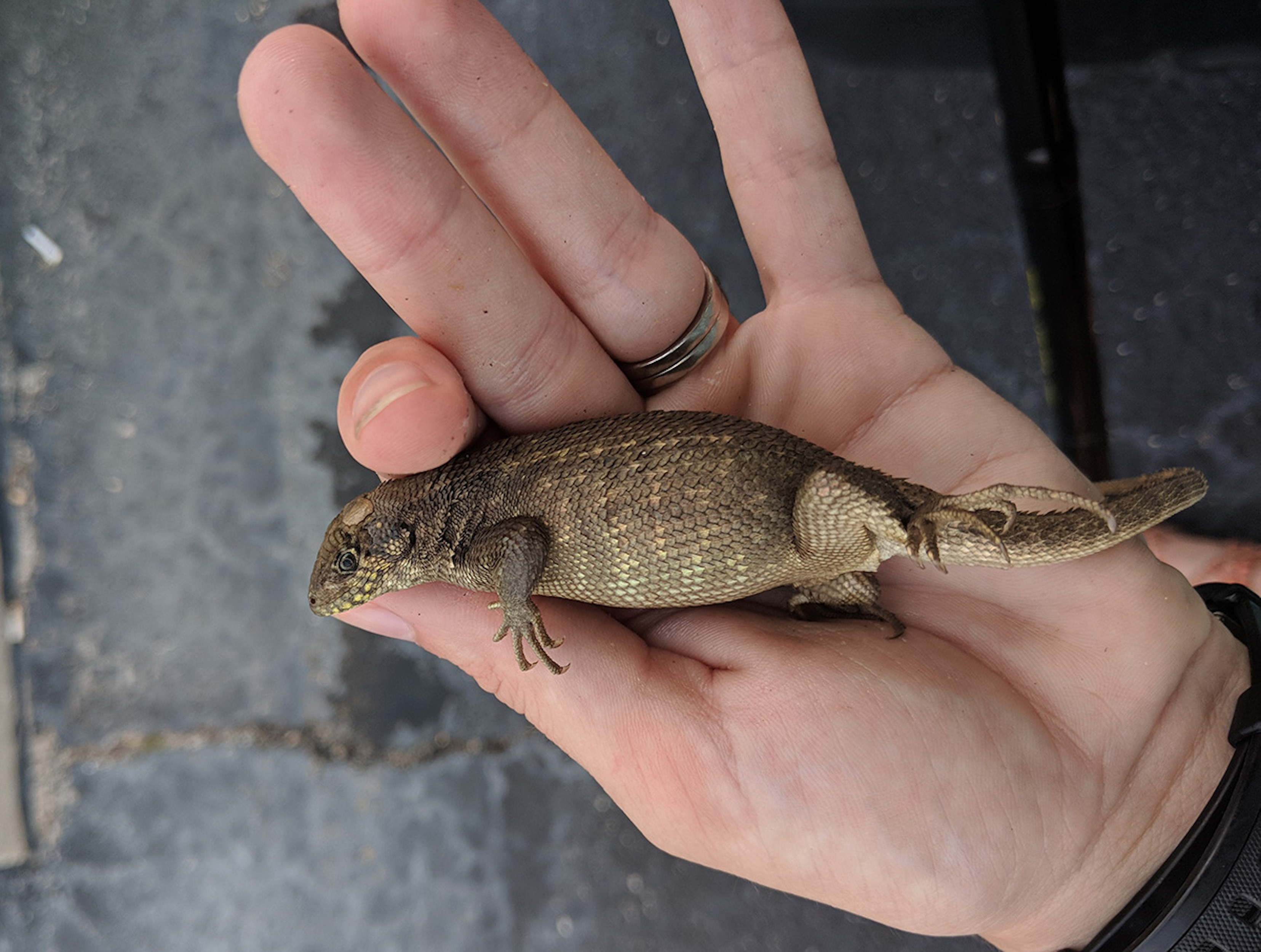 Newsela Constipated Florida lizard breaks records with gargantuan poop