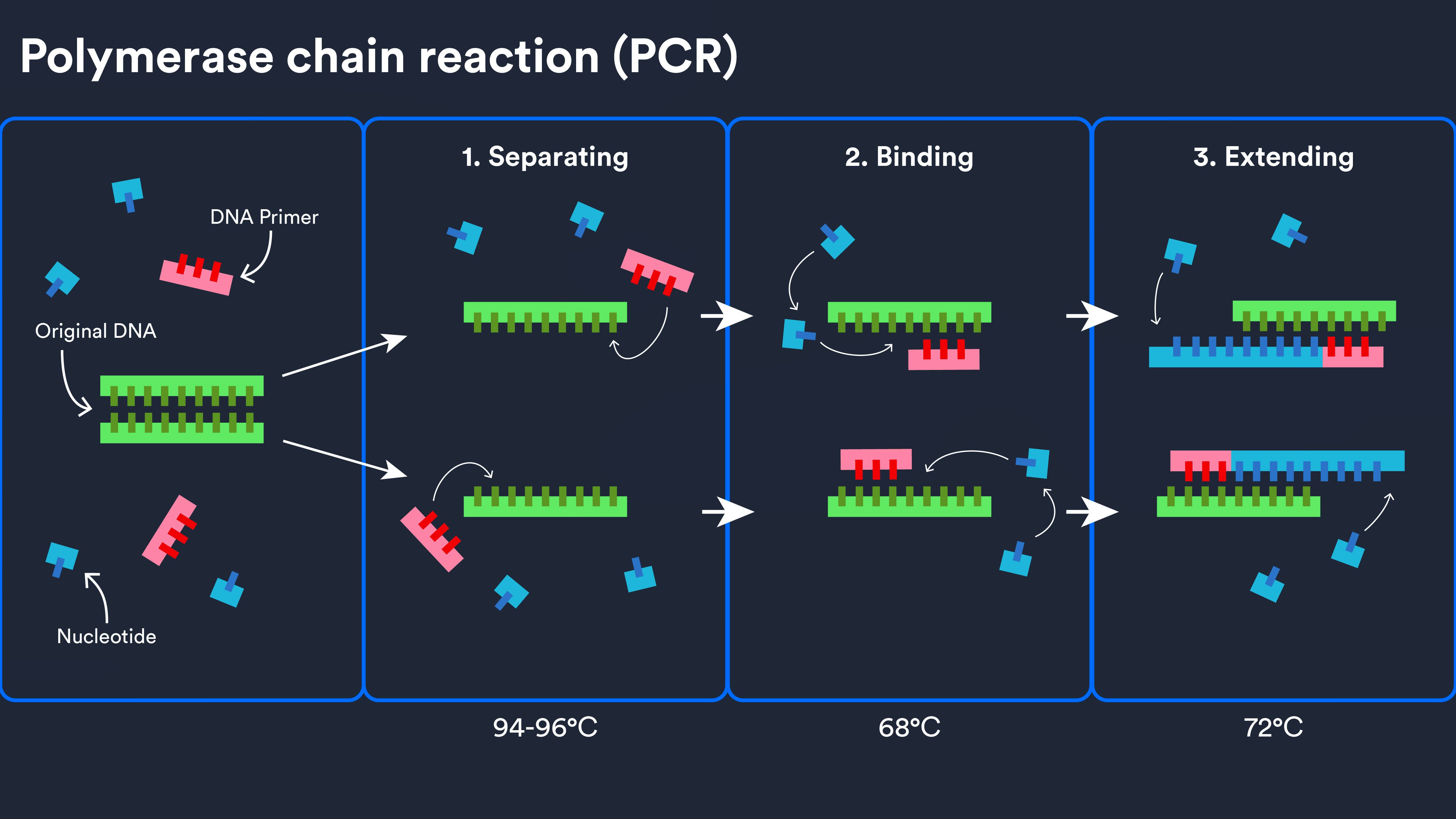 Newsela - How polymerase chain reaction (PCR) works