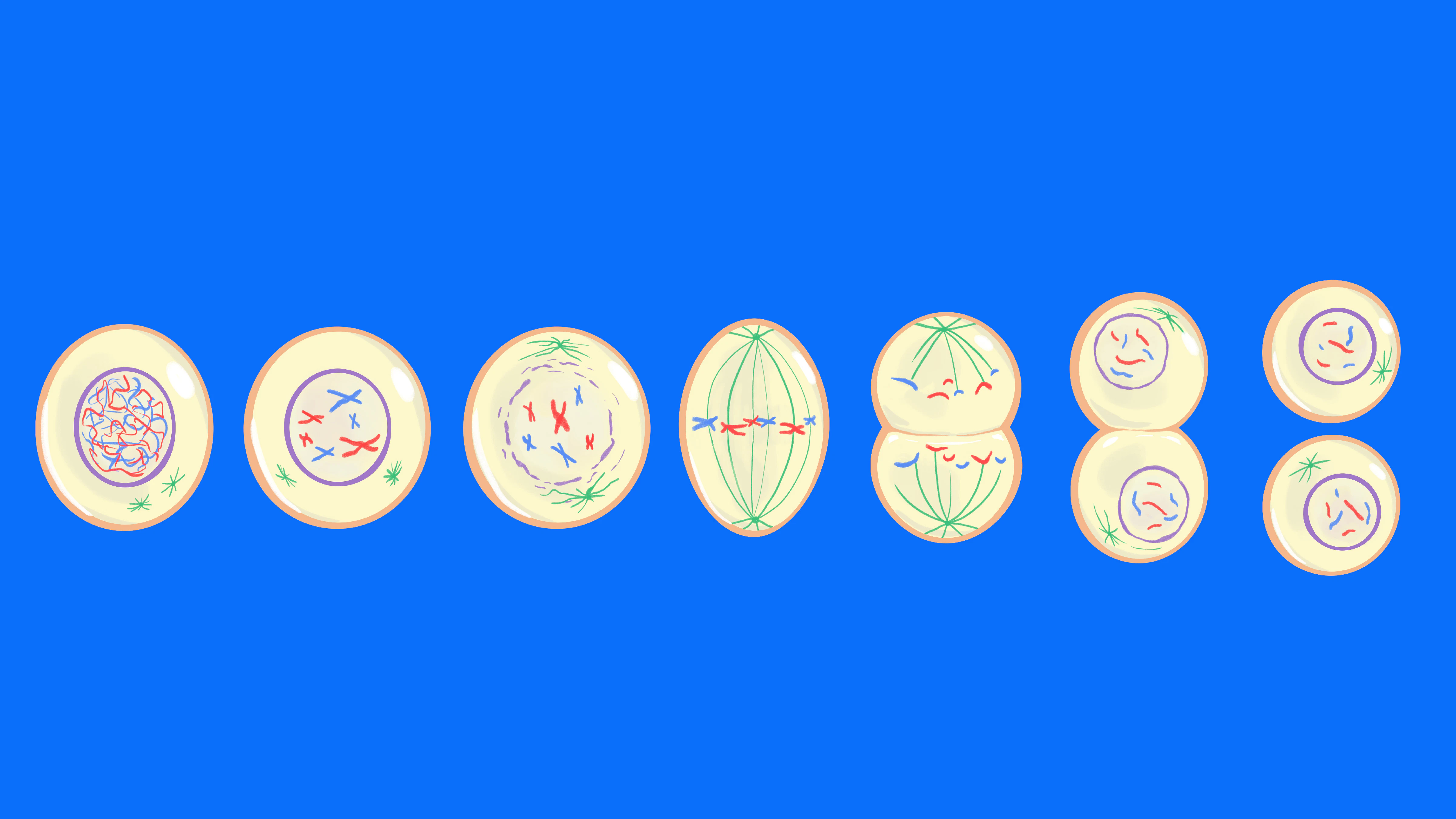 The cell cycle and mitosis