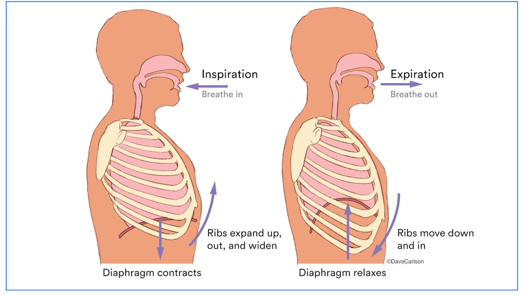 What is the respiratory system?