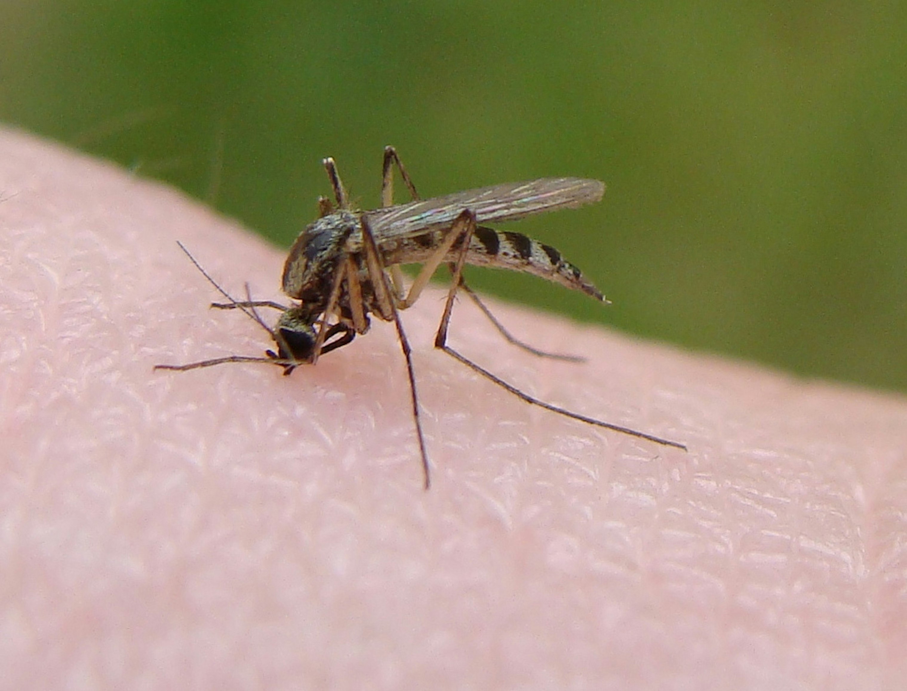 Why Do Mosquitoes Bite? The Sweet & Salty Truth - z83pk8l