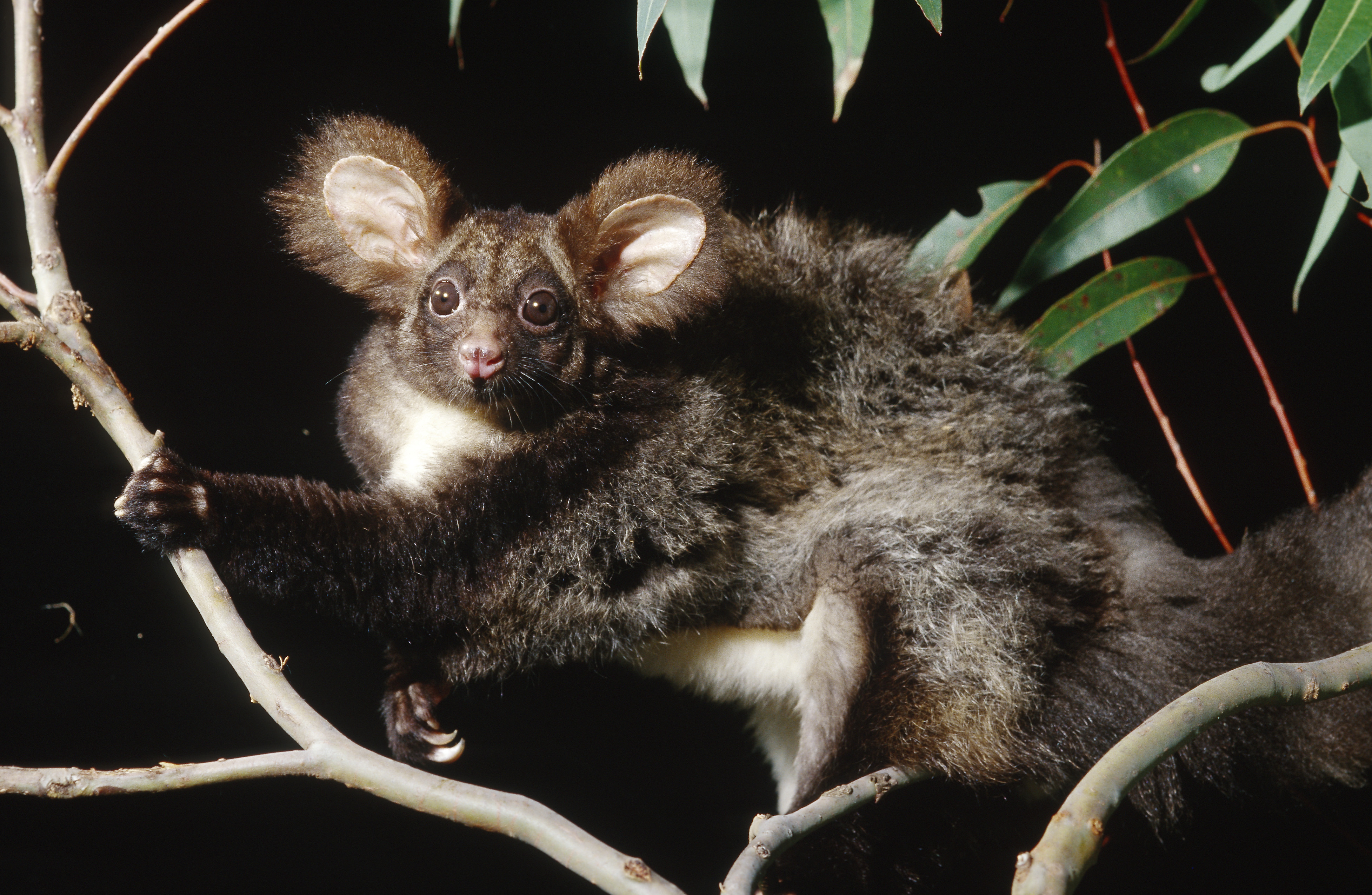 Newsela Two new greater glider species discovered 'Australia’s