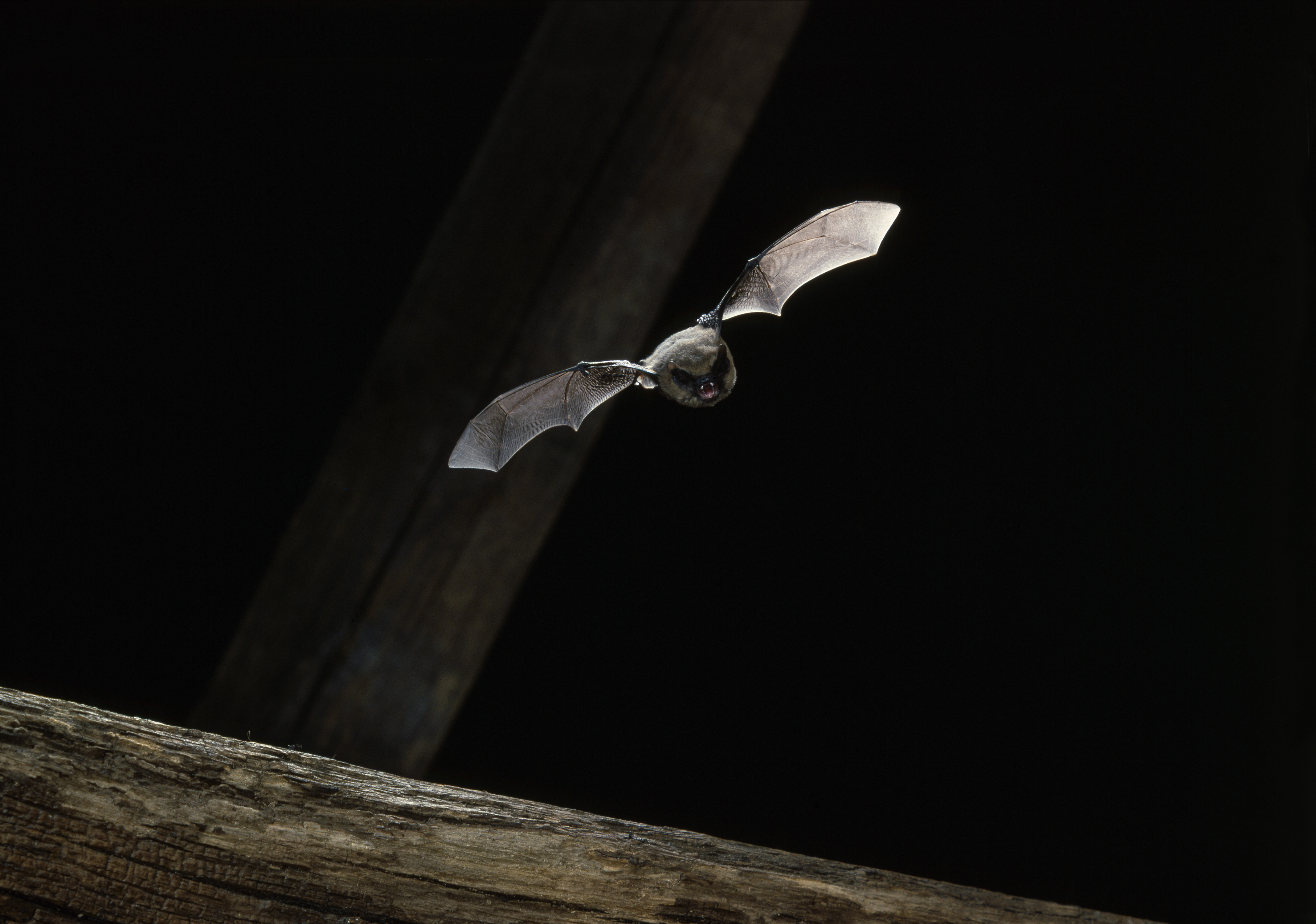 Newsela Human noise drains bats using echolocation