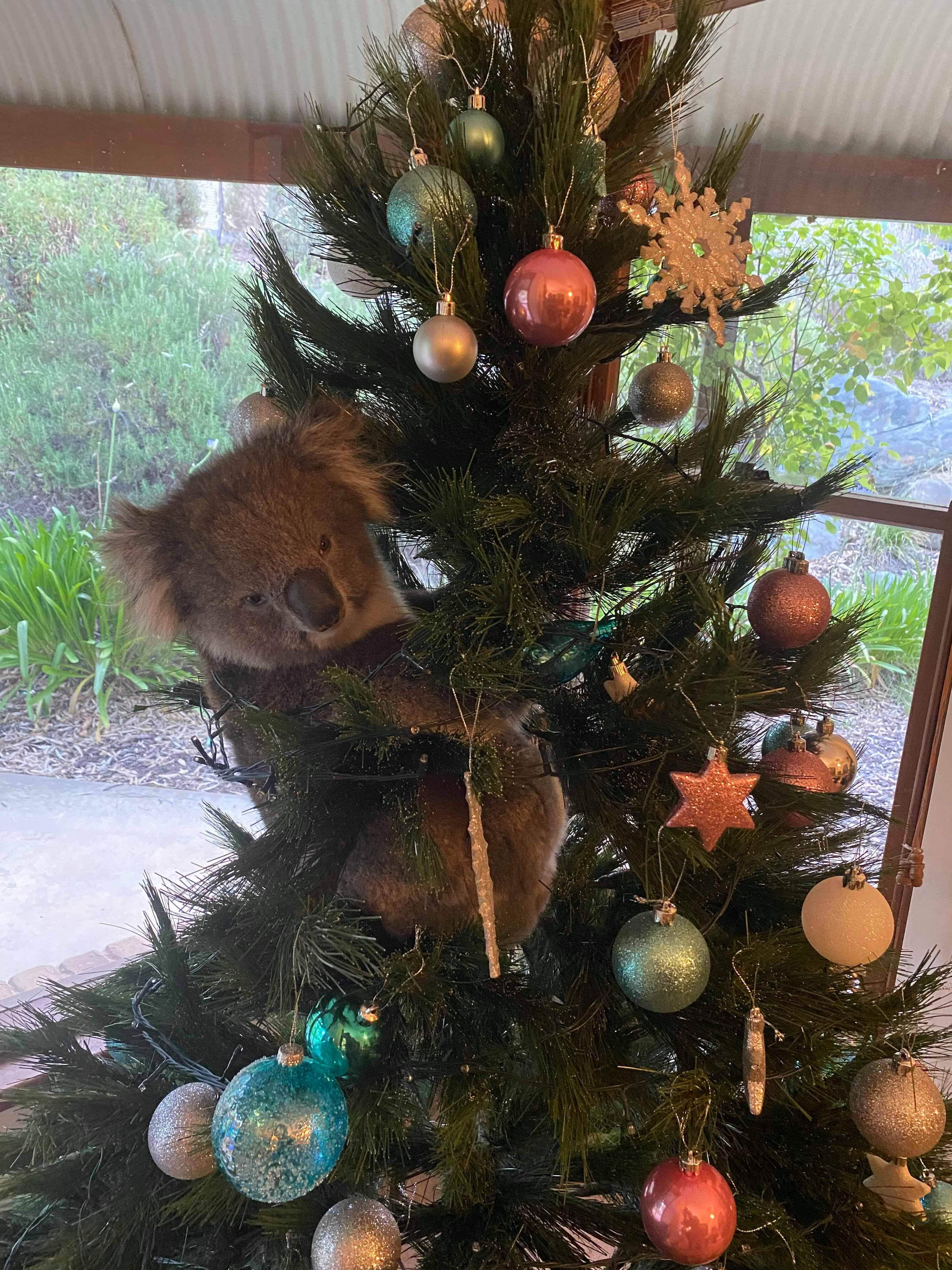 Family in South Australia find live koala in their Christmas tree