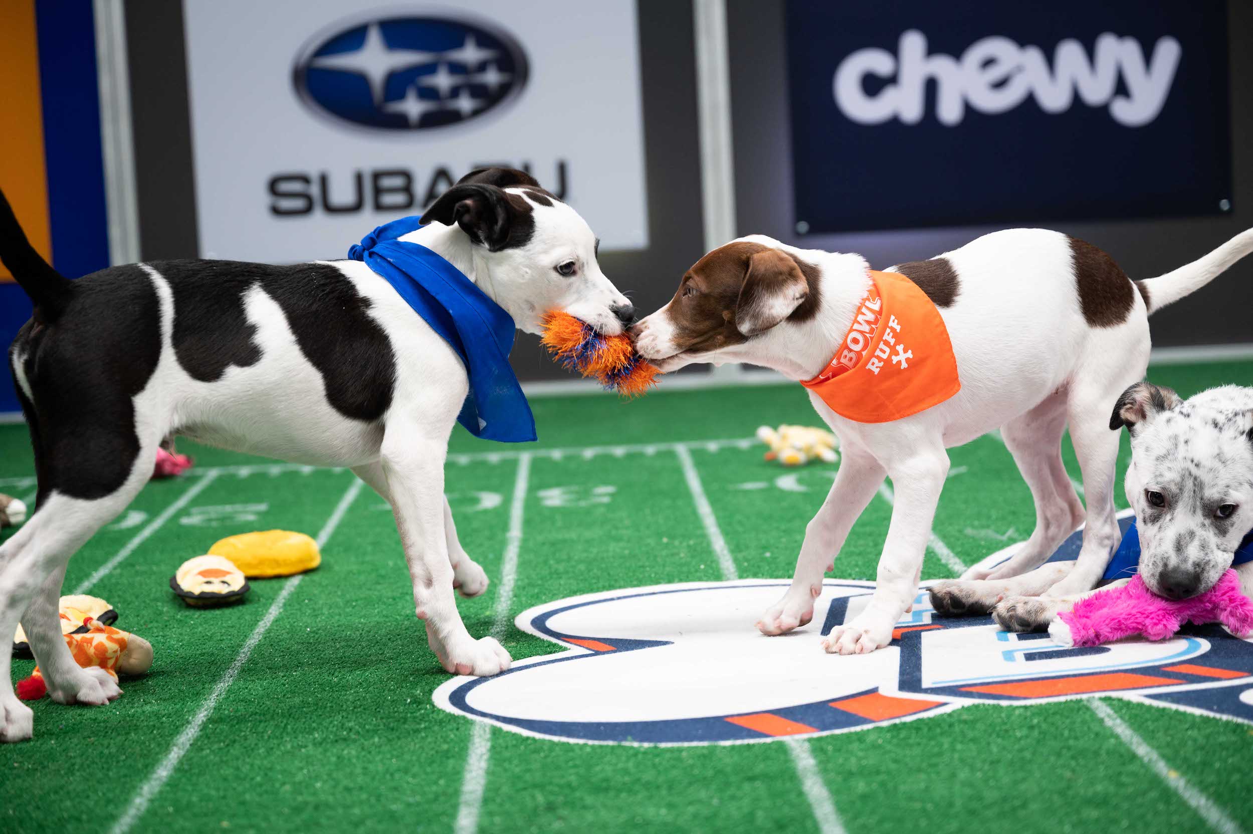 puppy bowl article