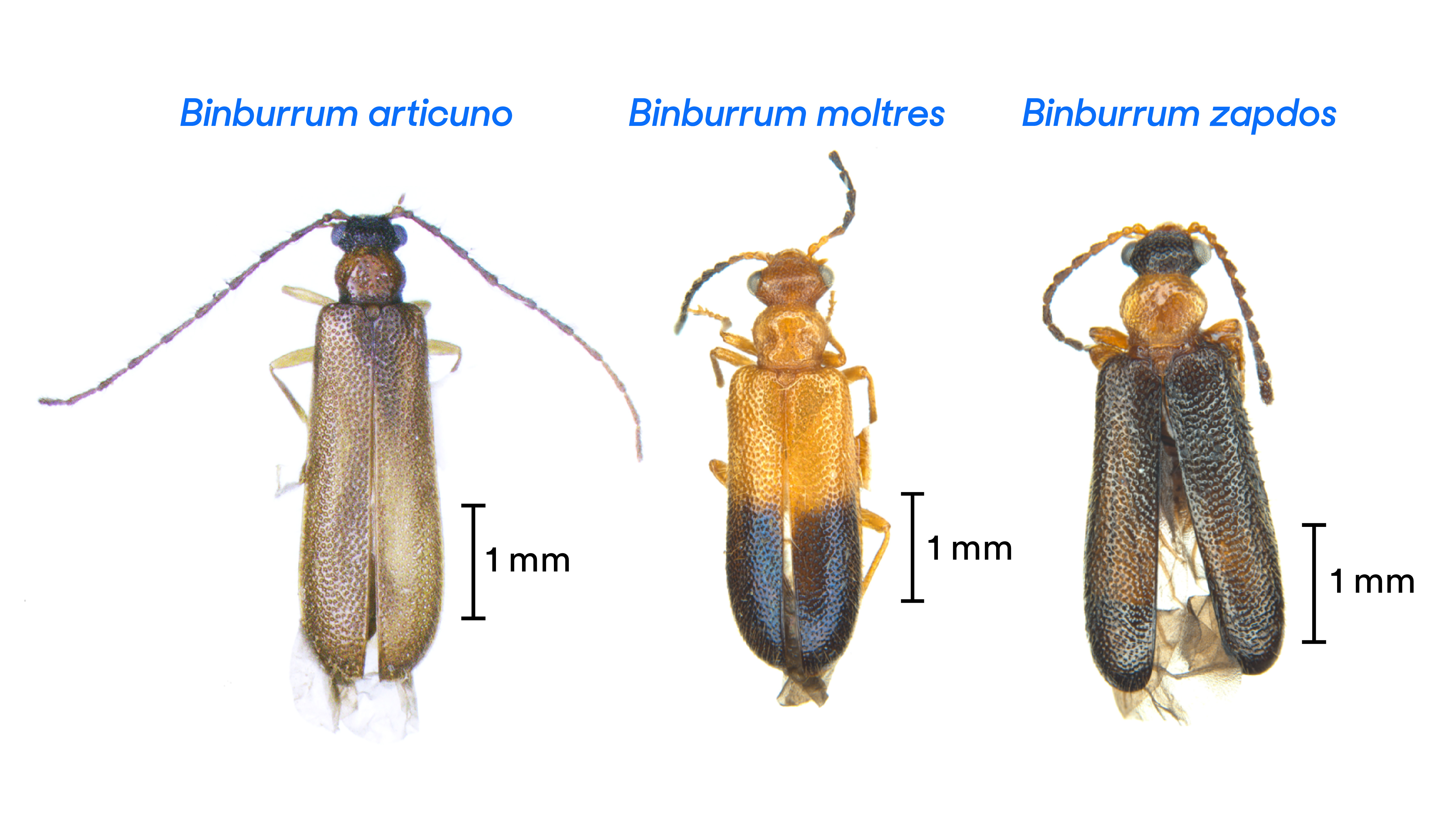 Newsela Three Australian Beetles Named For Legendary Bird Pokemon