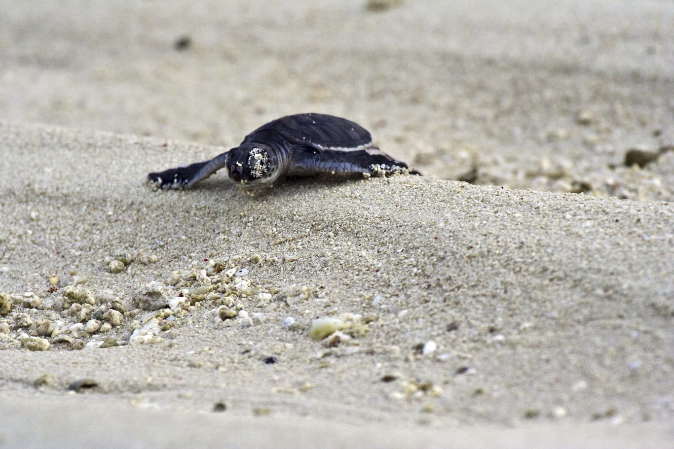 Newsela Artificial Intelligence Helps Save Sea Turtle Eggs From   Specials Pearson AI Sea Turtle Eggs 04dffa82 