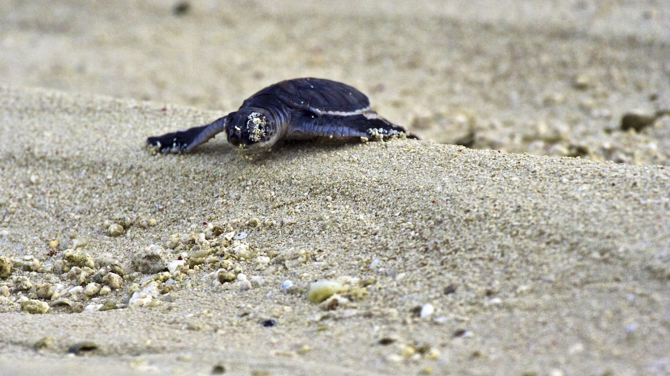 Newsela - Artificial intelligence helps save sea turtle eggs from predatory  pigs