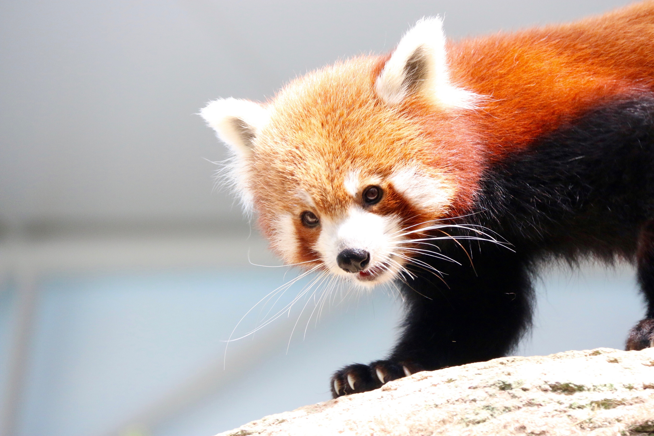 Newsela Learn These Amazing Red Panda Facts