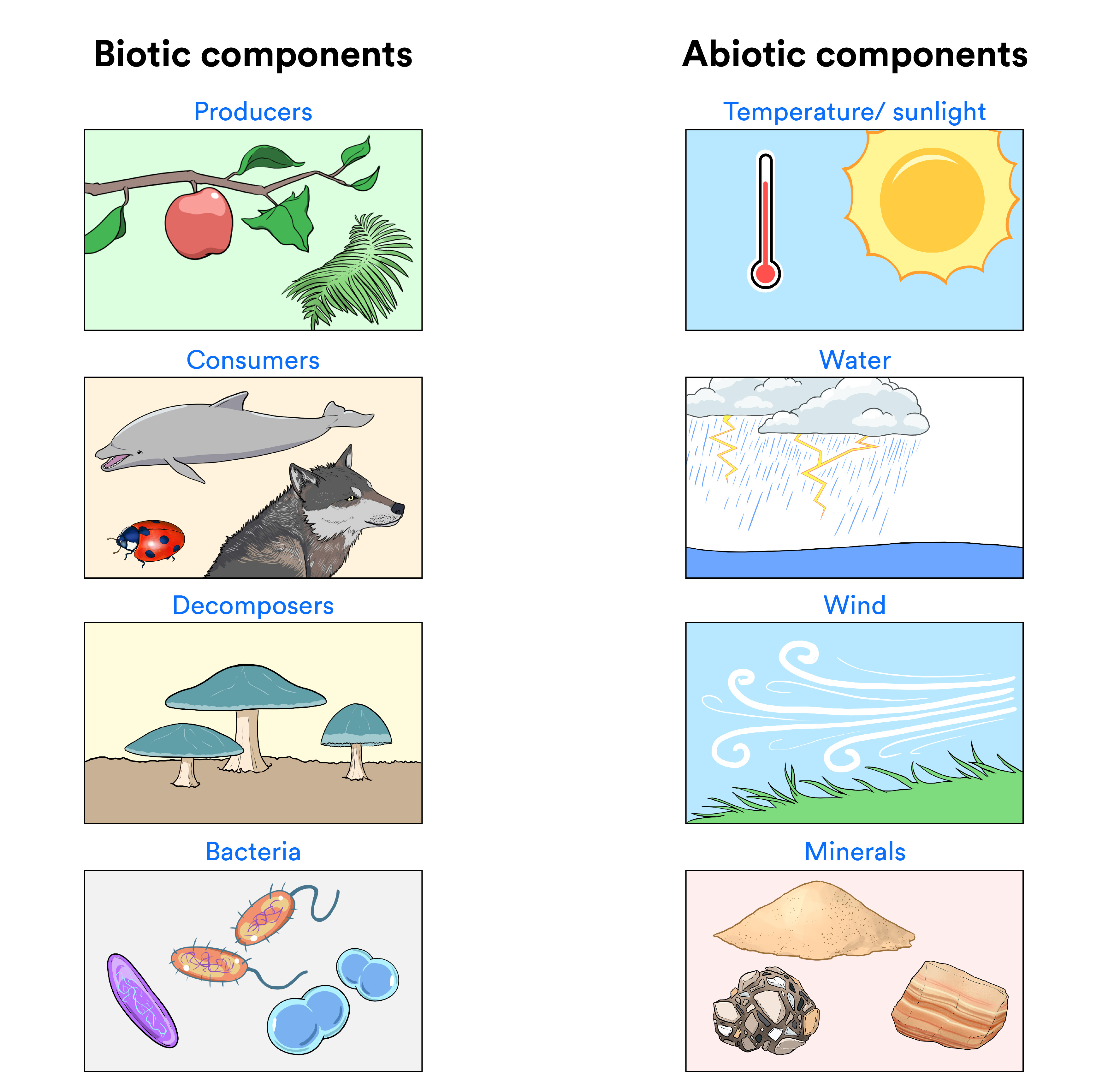 An illustrated graphic showing four examples of biotic components (producers, consumers, decomposers and bacteria) and four examples of abiotic components (Temperature/sunlight, water, wind, and minerals).
