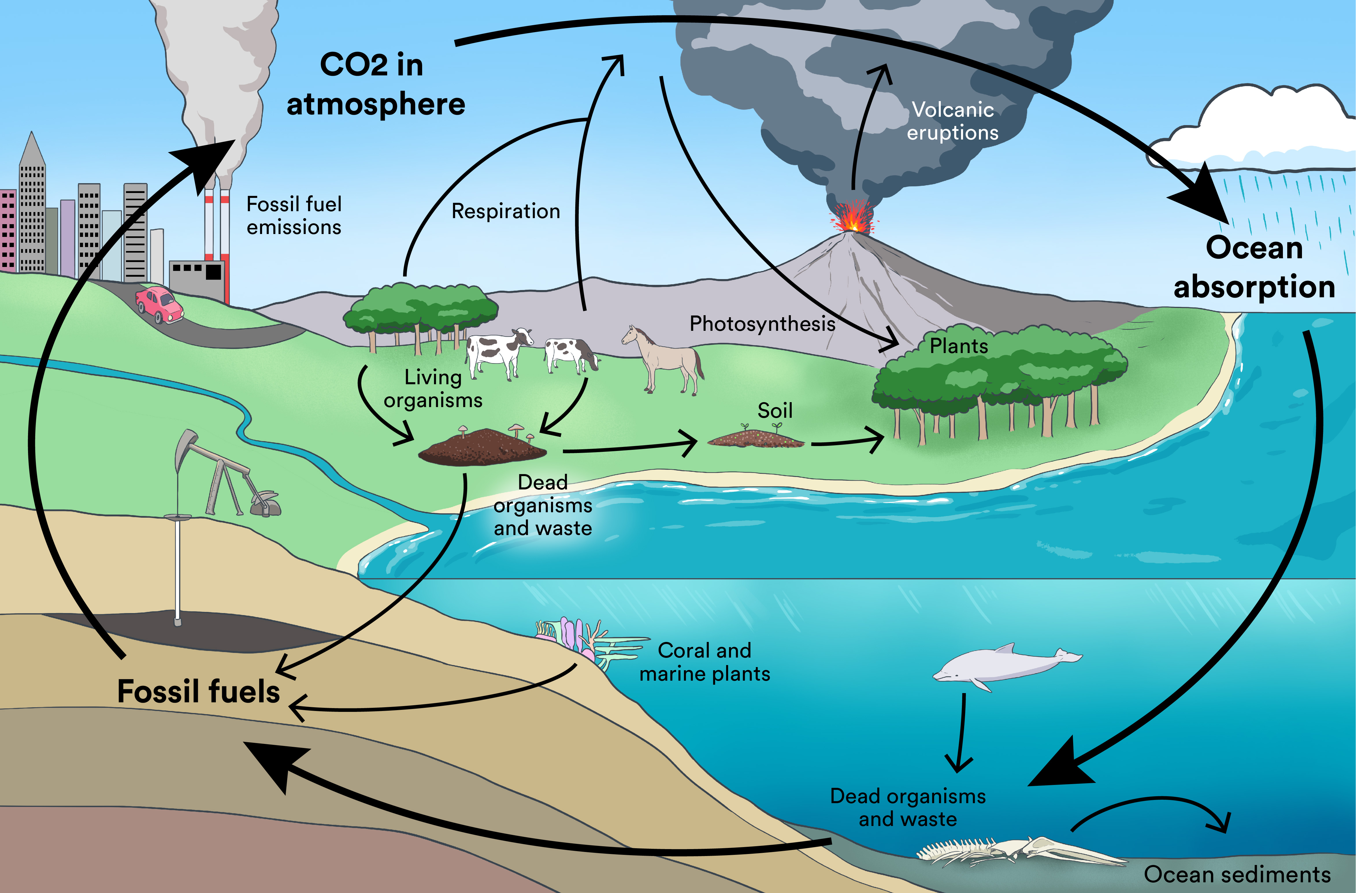 A graphic showing a landscape view of the carbon cycle.