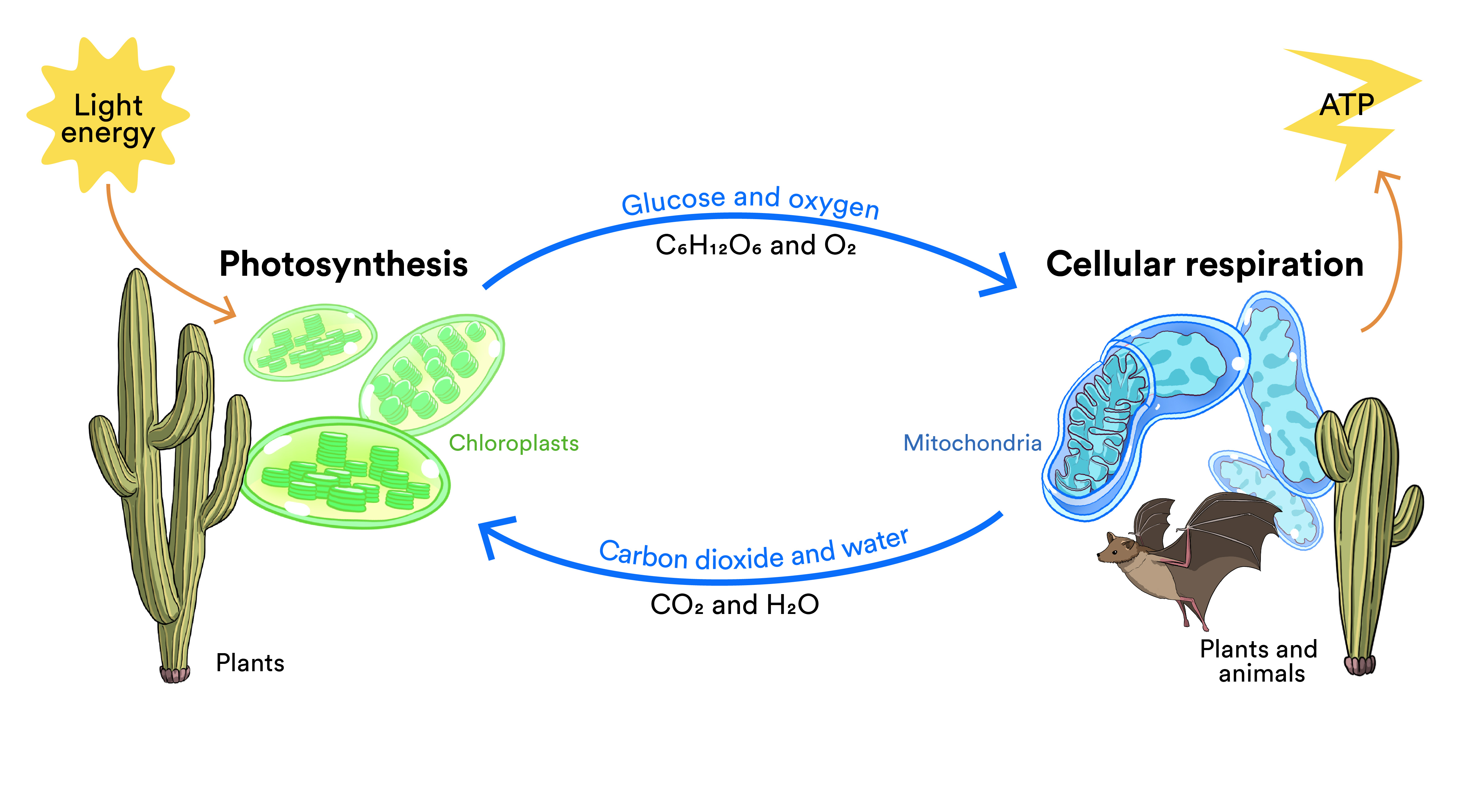 A graphic showing the cycle of photosynthesis and cellular respiration in animals and plants. Graphics of the chloroplast and mitochondria are shown as well.