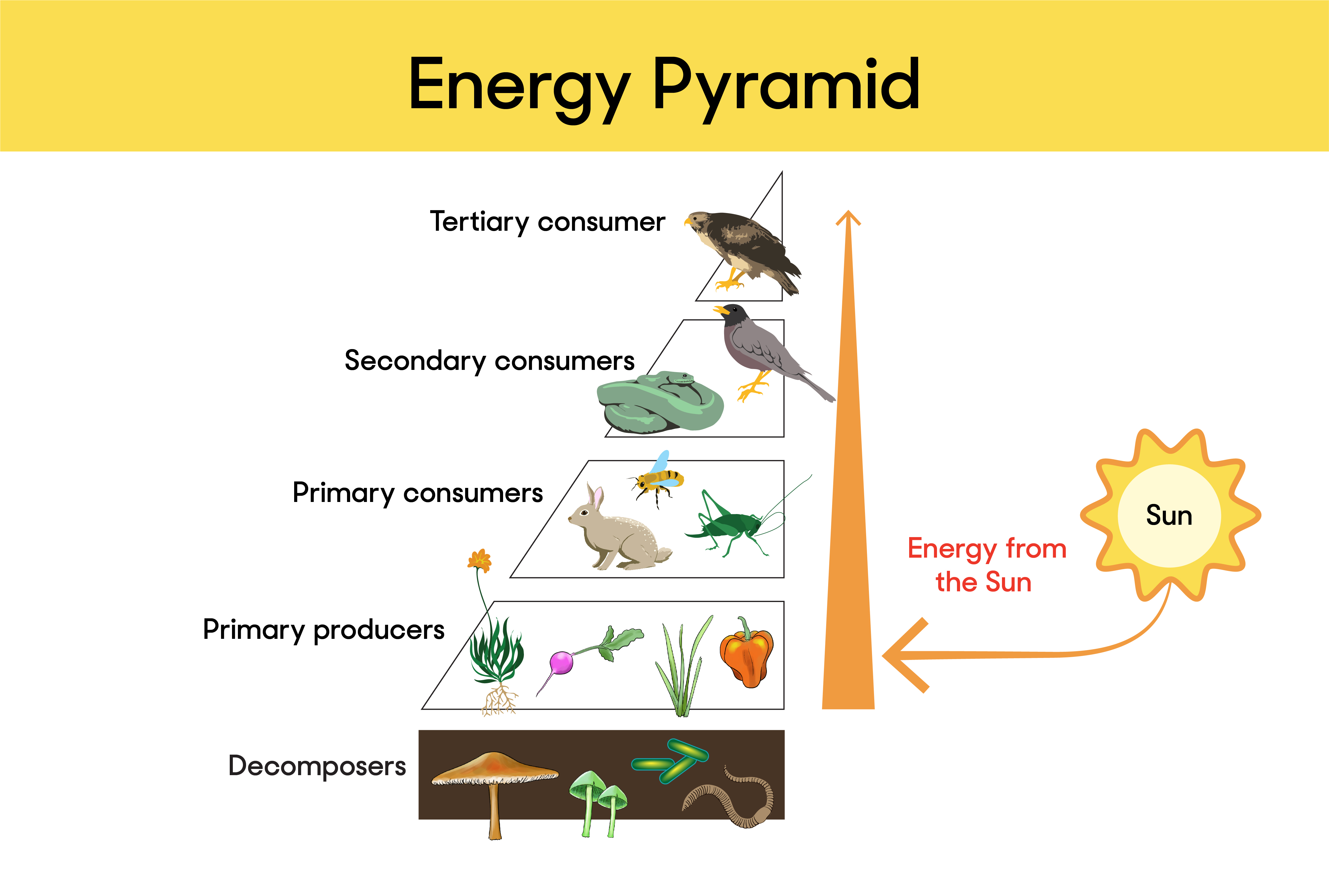 A graphic showing an energy pyramid. The graphic shows how energy from the sun is passed from one consumer to another, from primary producers to tertiary consumers. Decomposers are placed at the bottom of the pyramid.