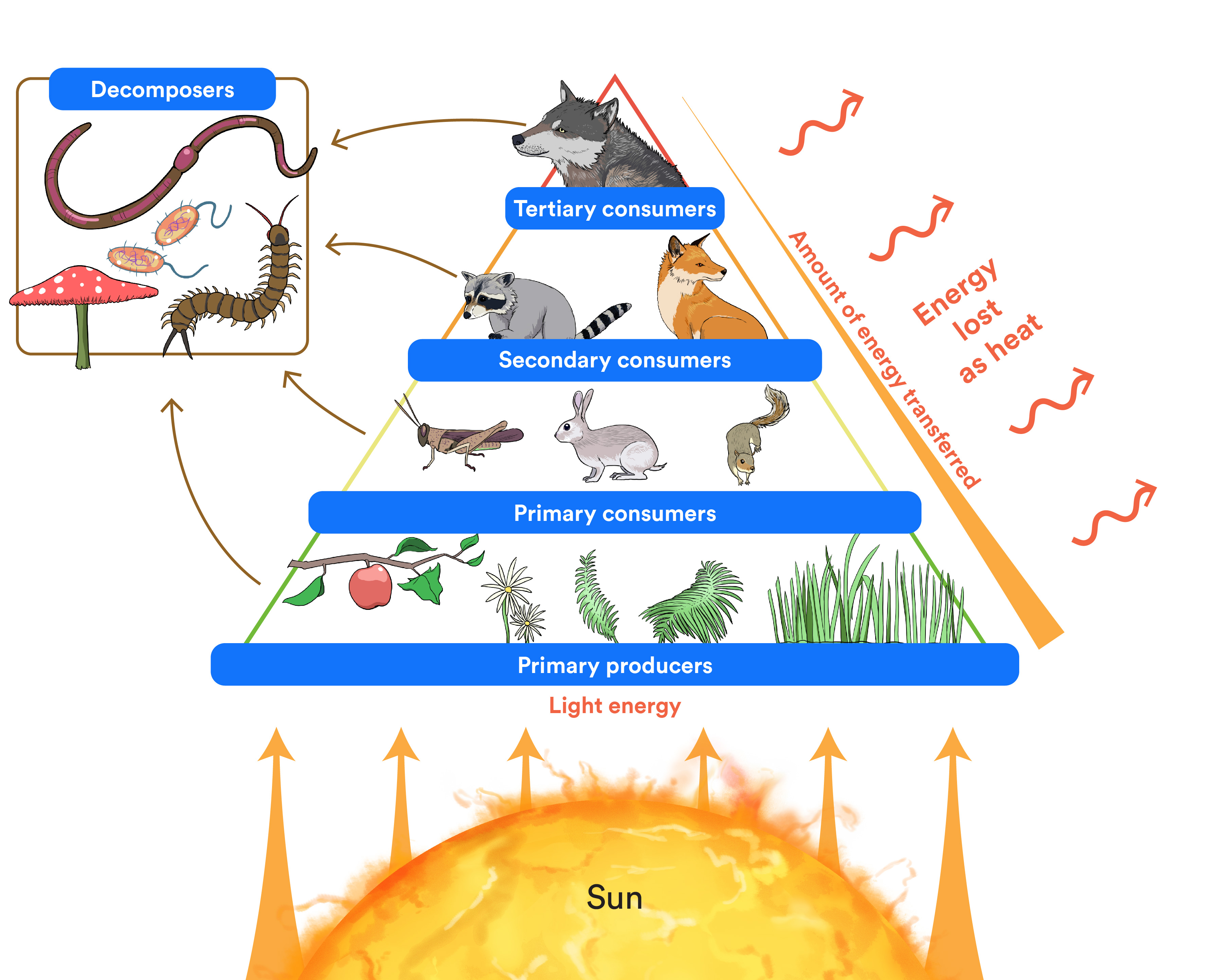 A graphic showing an energy pyramid. The graphic shows how energy from the sun is passed from one consumer to another, from primary producers to tertiary consumers.