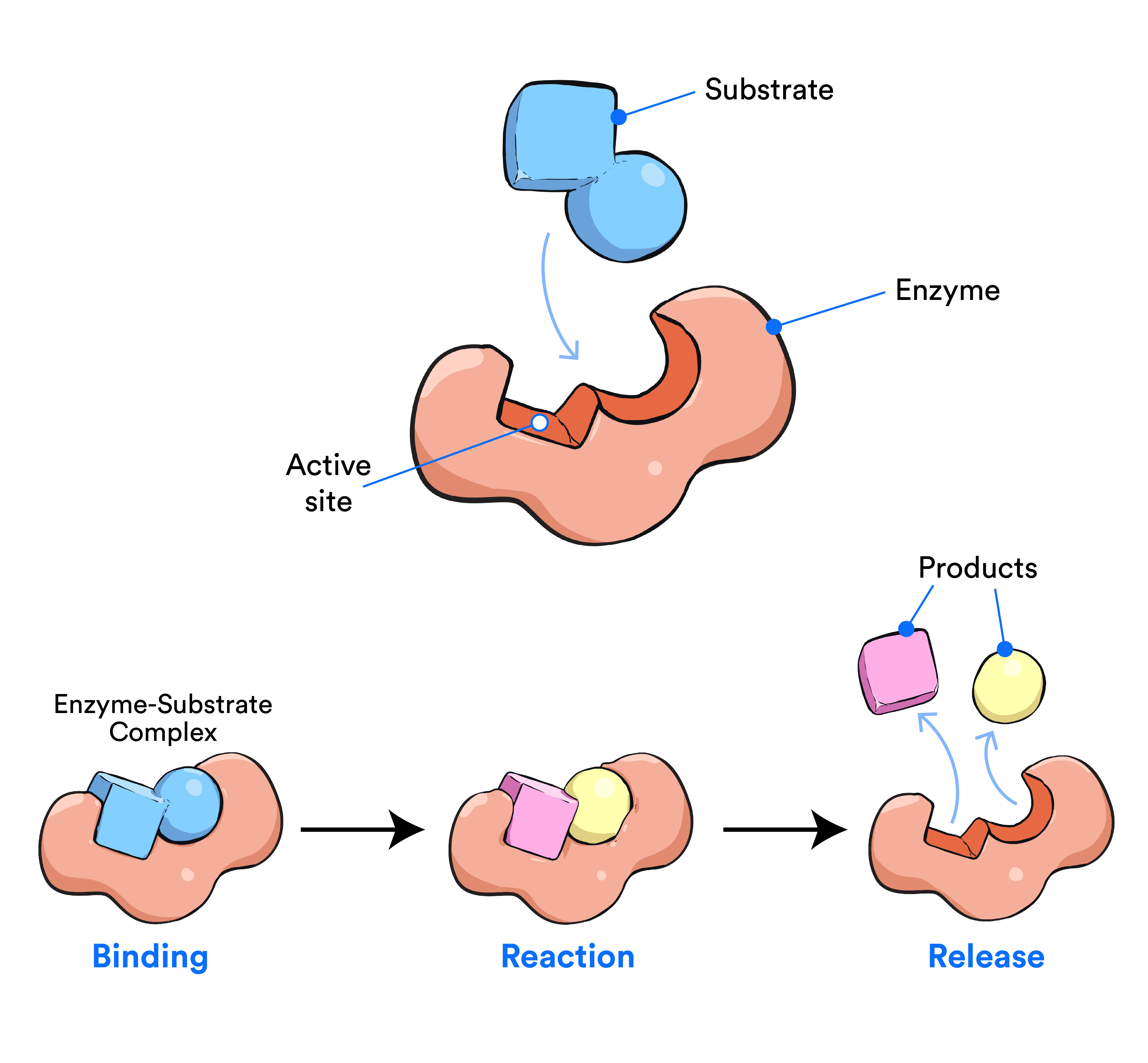 null A diagram showing the simplified process of how an enzyme acts in a substrate reaction. The enzyme binds to the substrate, causes a reaction which splits the substrate into two parts and then releases the parts as products.