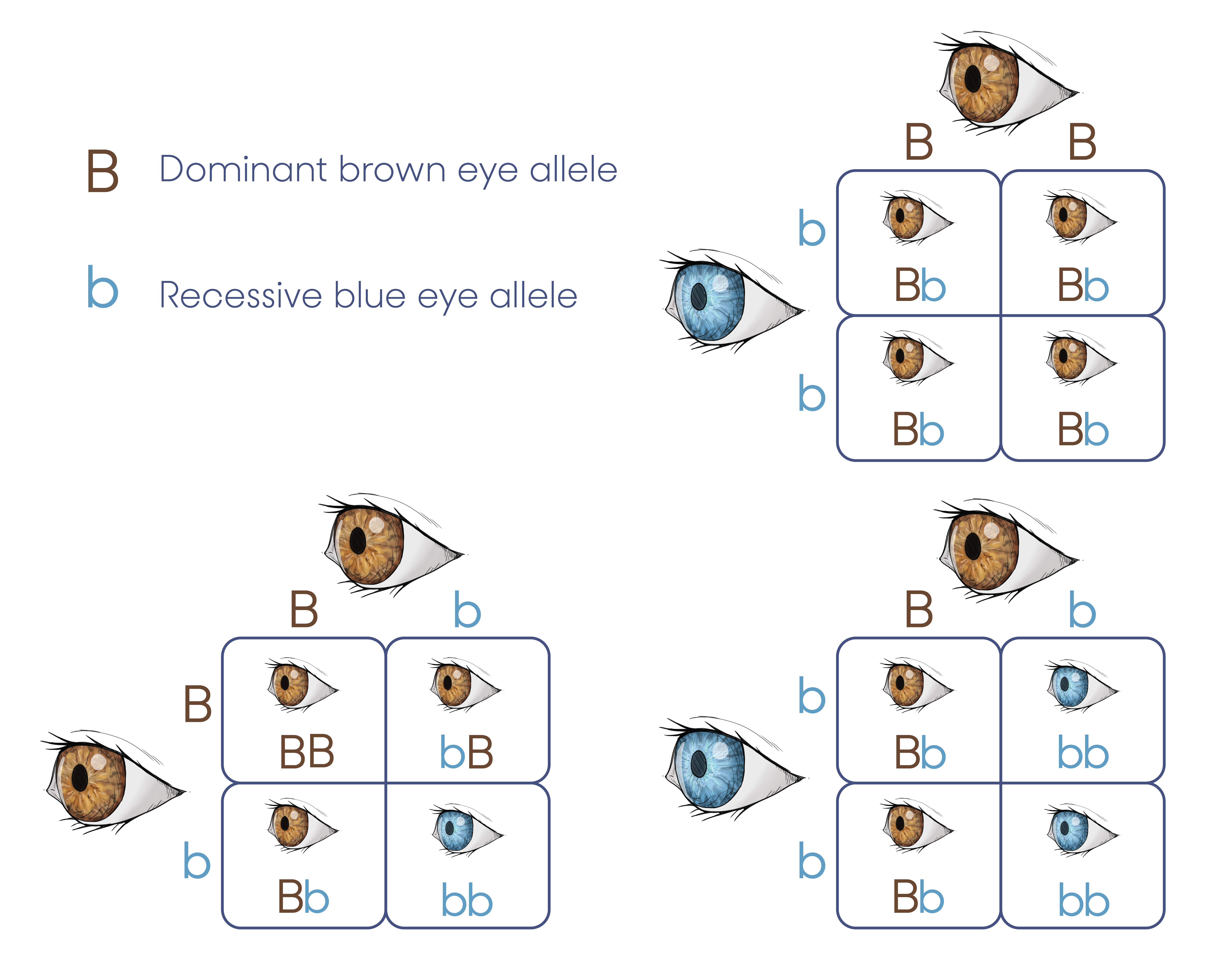 Three punnett squares demonstrating how genes from parents combine in four different combinations to pass on traits to offsprings.