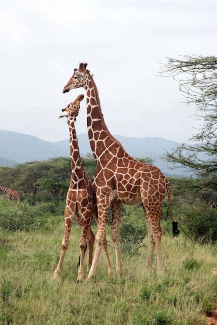 Newsela Baby giraffes get their spots from mom