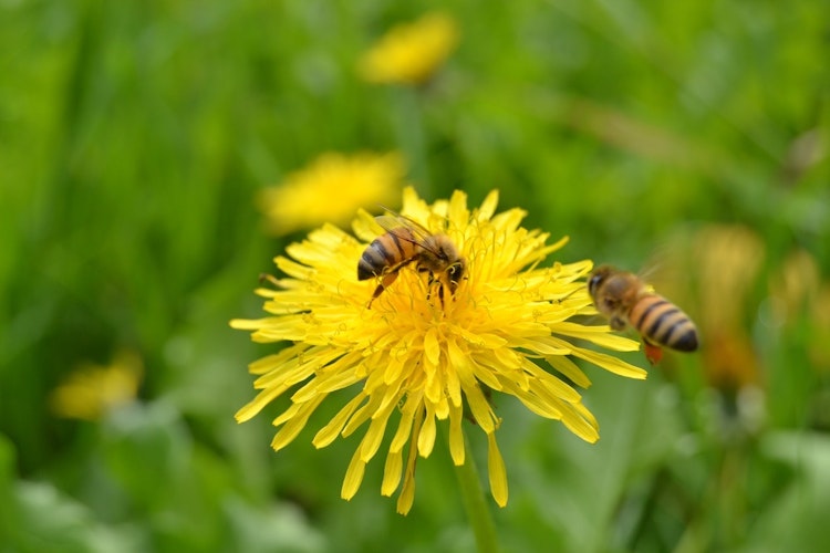 Newsela | In San Francisco, hotels welcome bees as honored guests