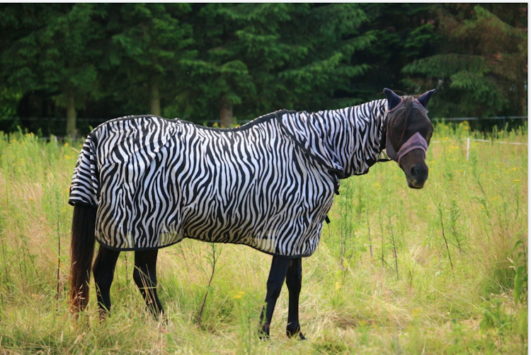 Newsela Why the zebra got its stripes To deter flies from landing on it